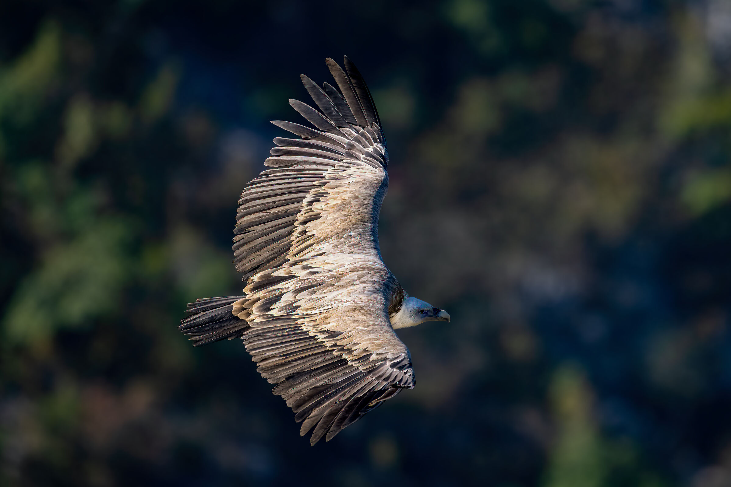 griffon vulture - Barronies Provencal