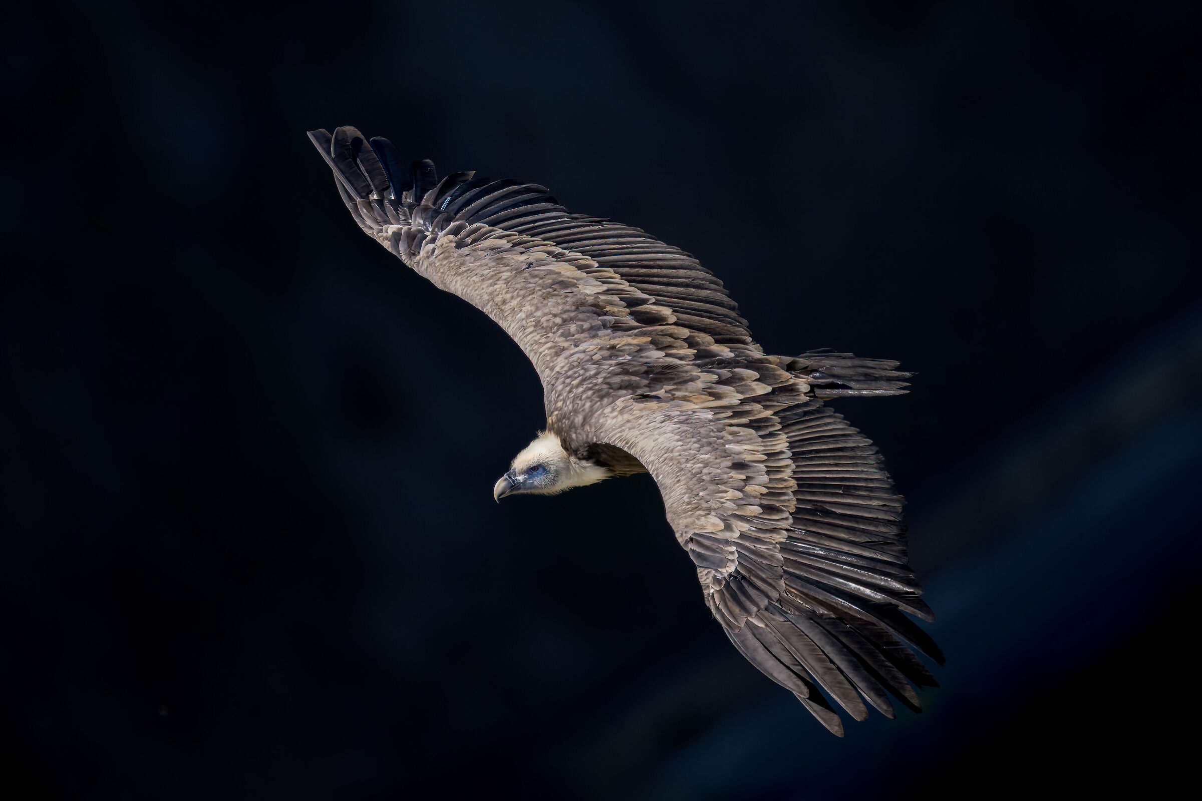 Griffin - Barronies Provencal