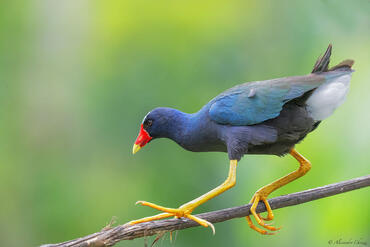 Porphyrio martinicus