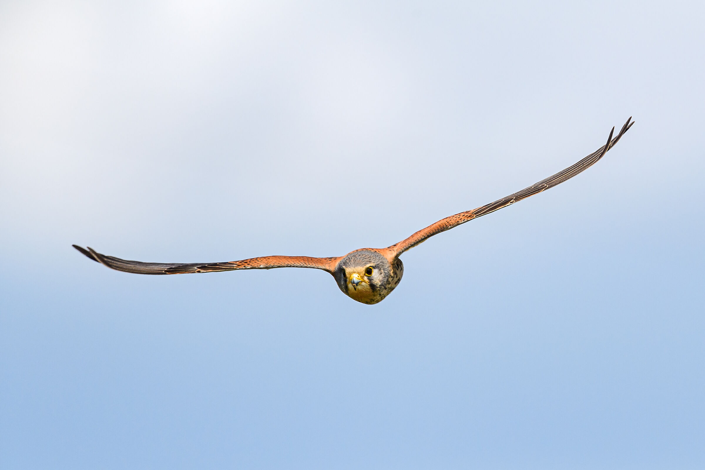 Kestrel