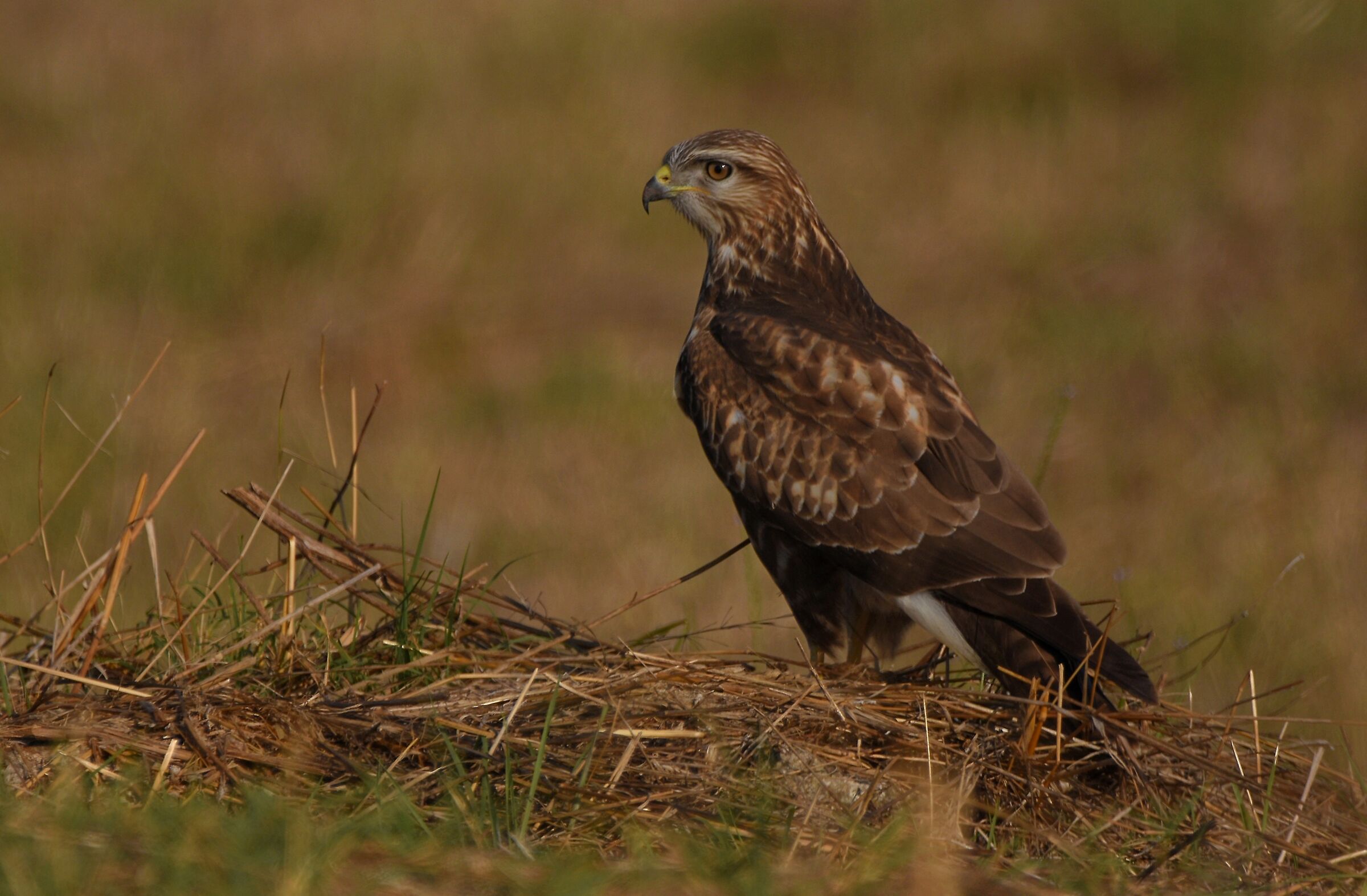 Buzzard