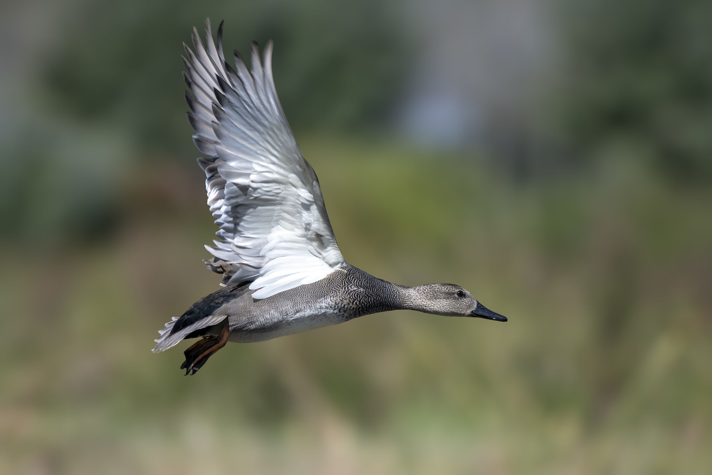 Gadwall (Anas strepera)