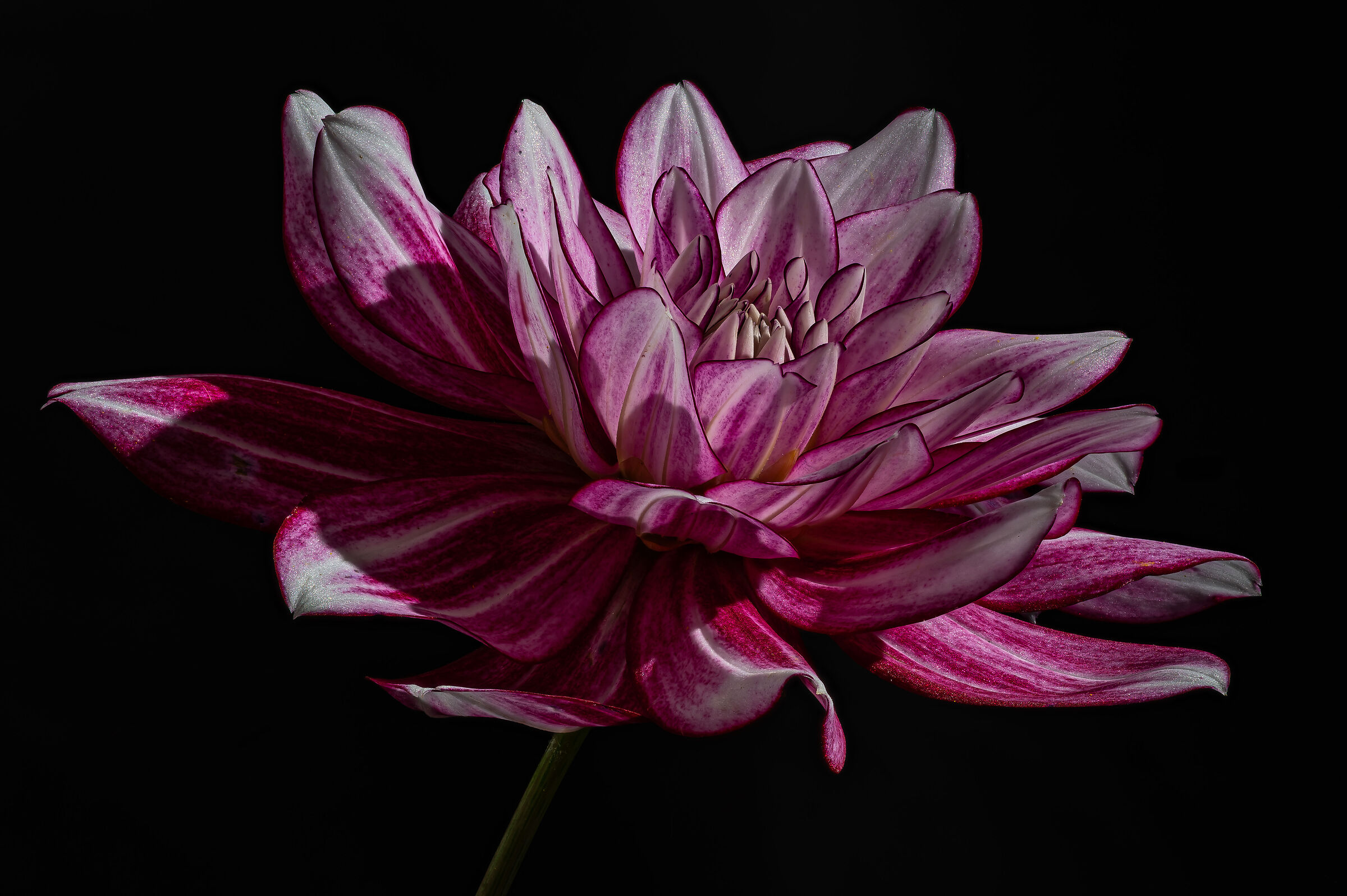 Dahlia