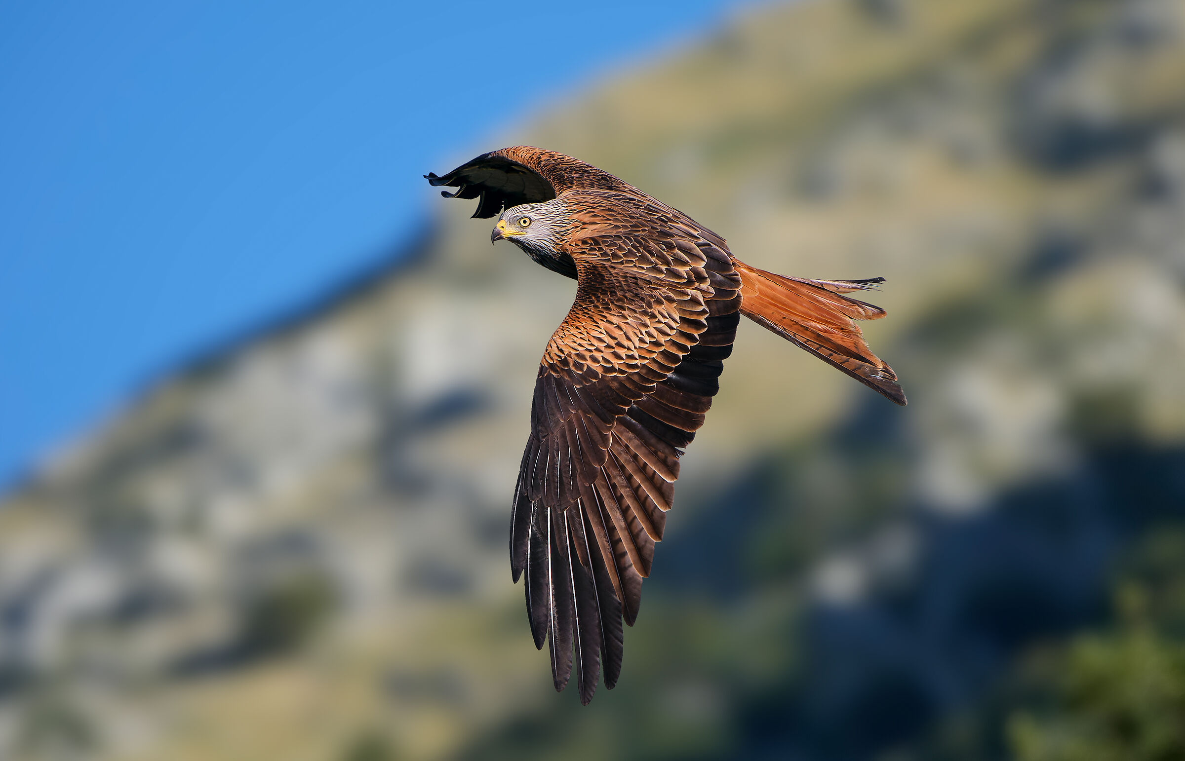Red kite