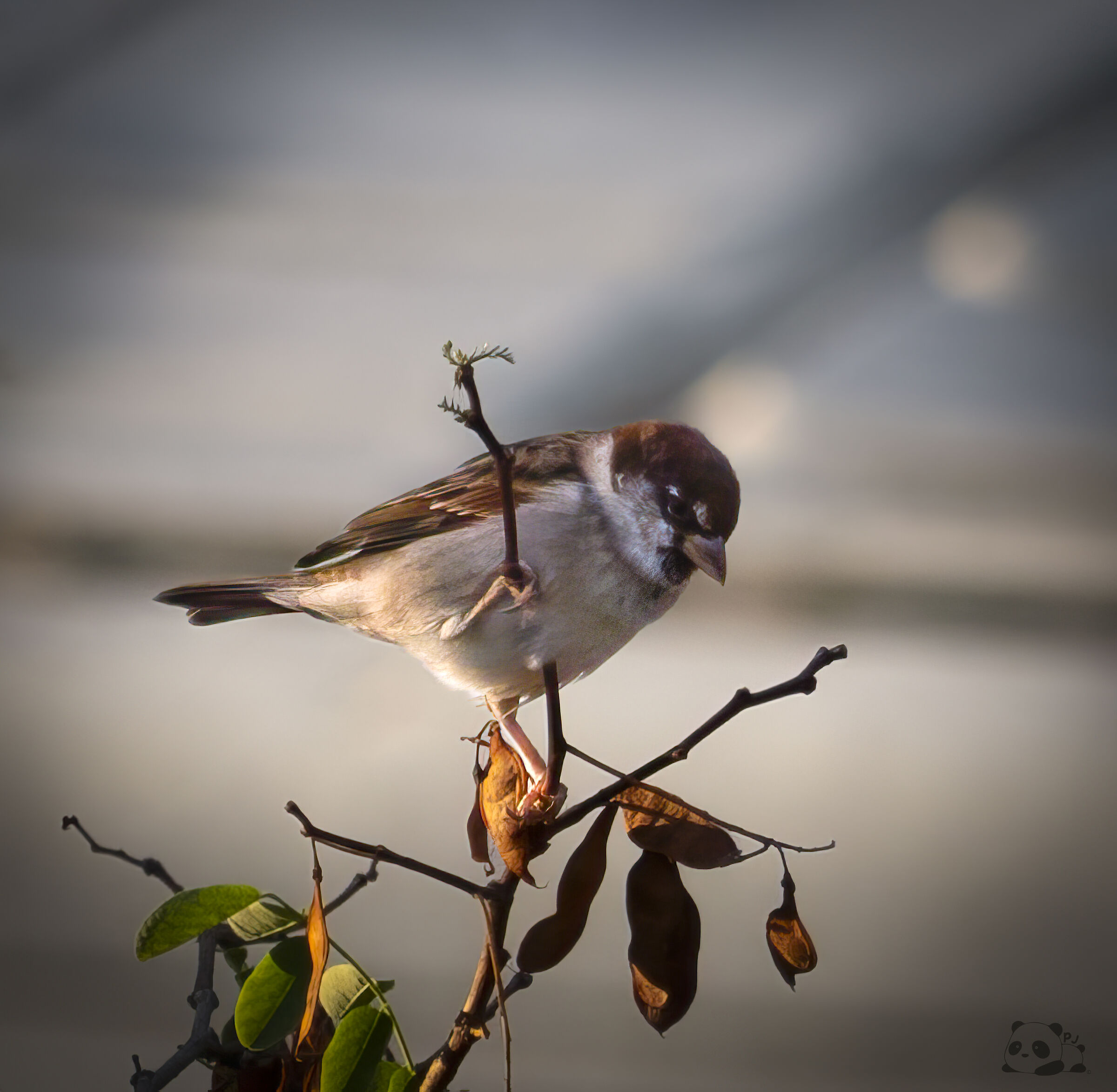 Italian Sparrow