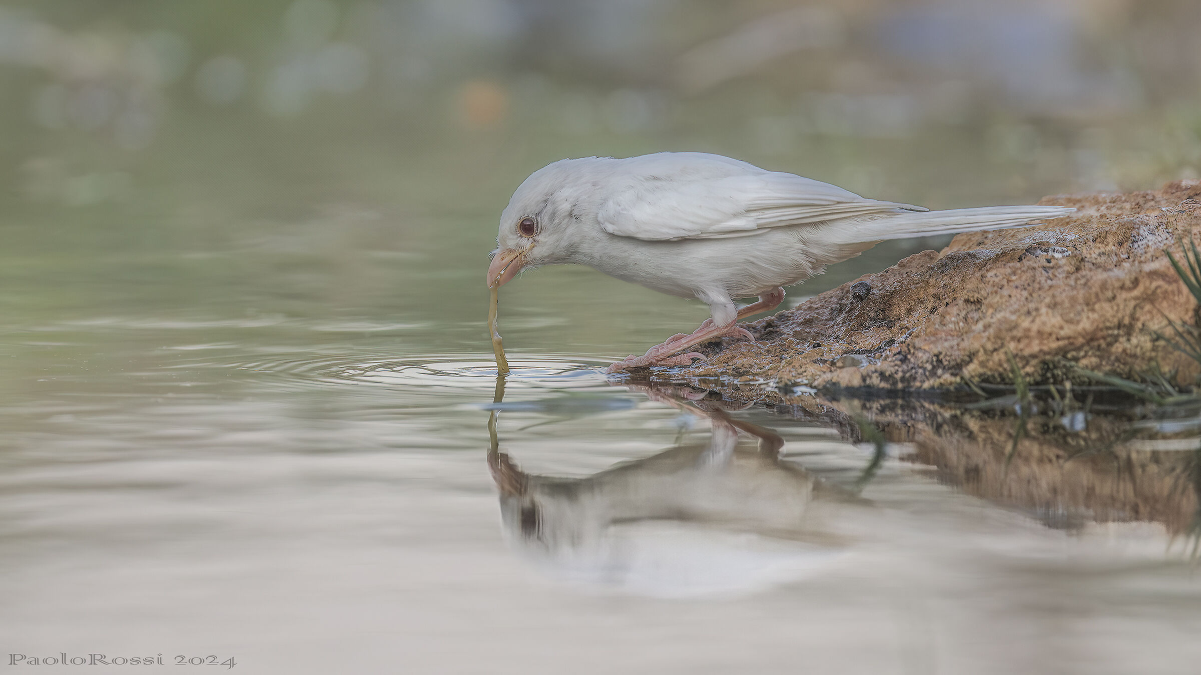 To have it albino...