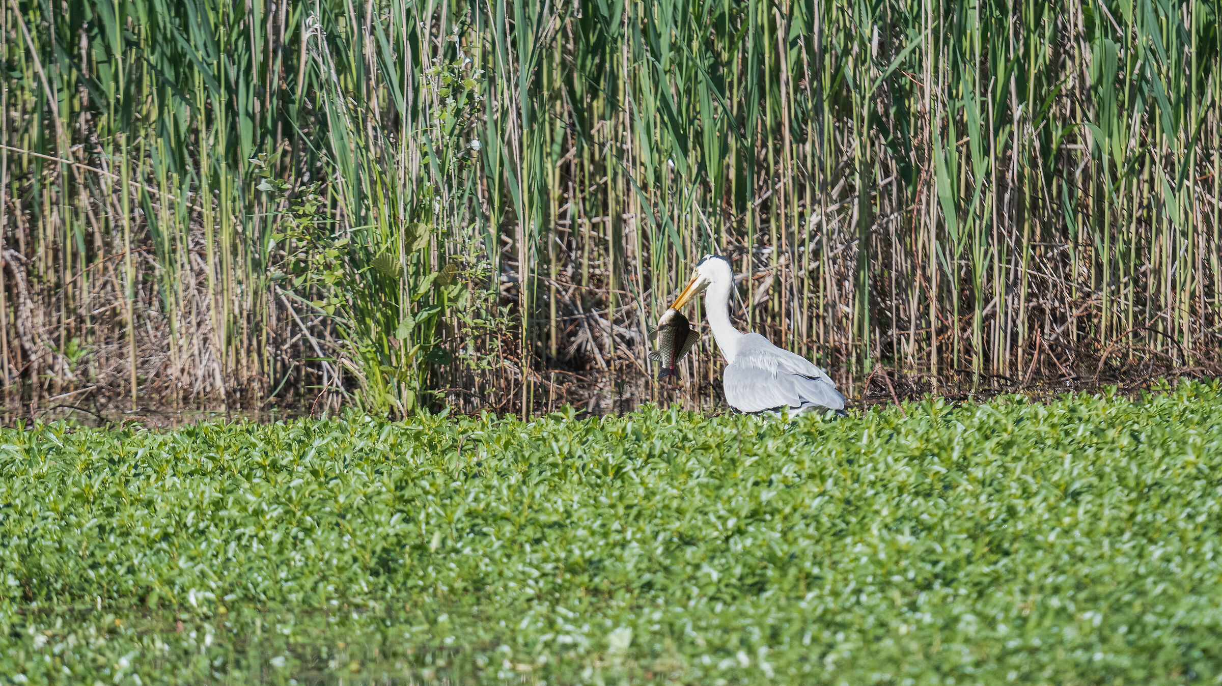 Grey heron with prey