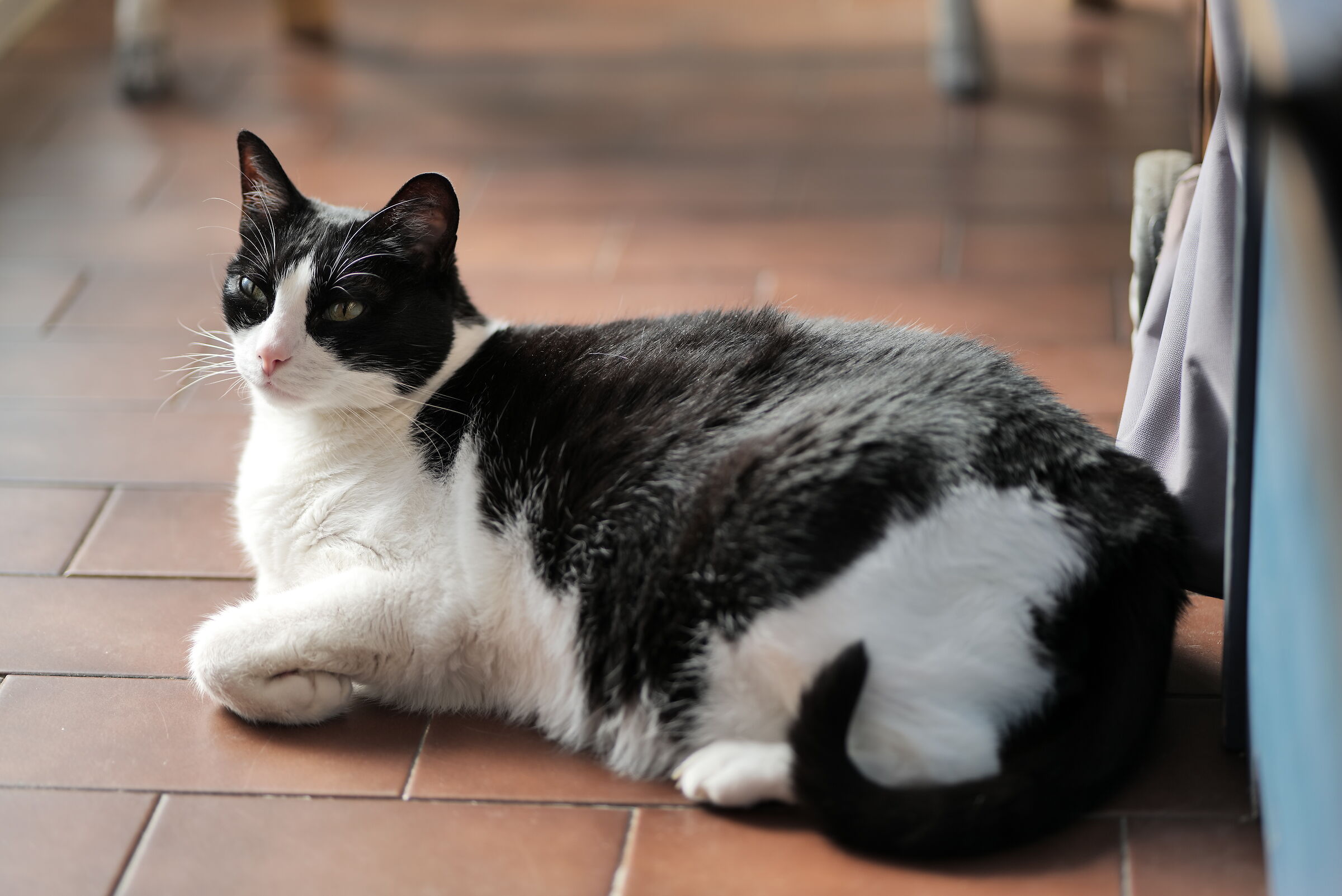 Panasonic 85mm f1.8