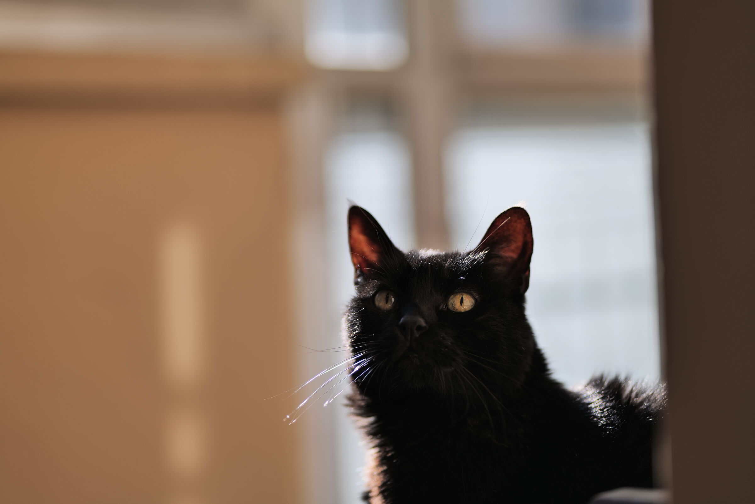 Panasonic 85mm f1.8