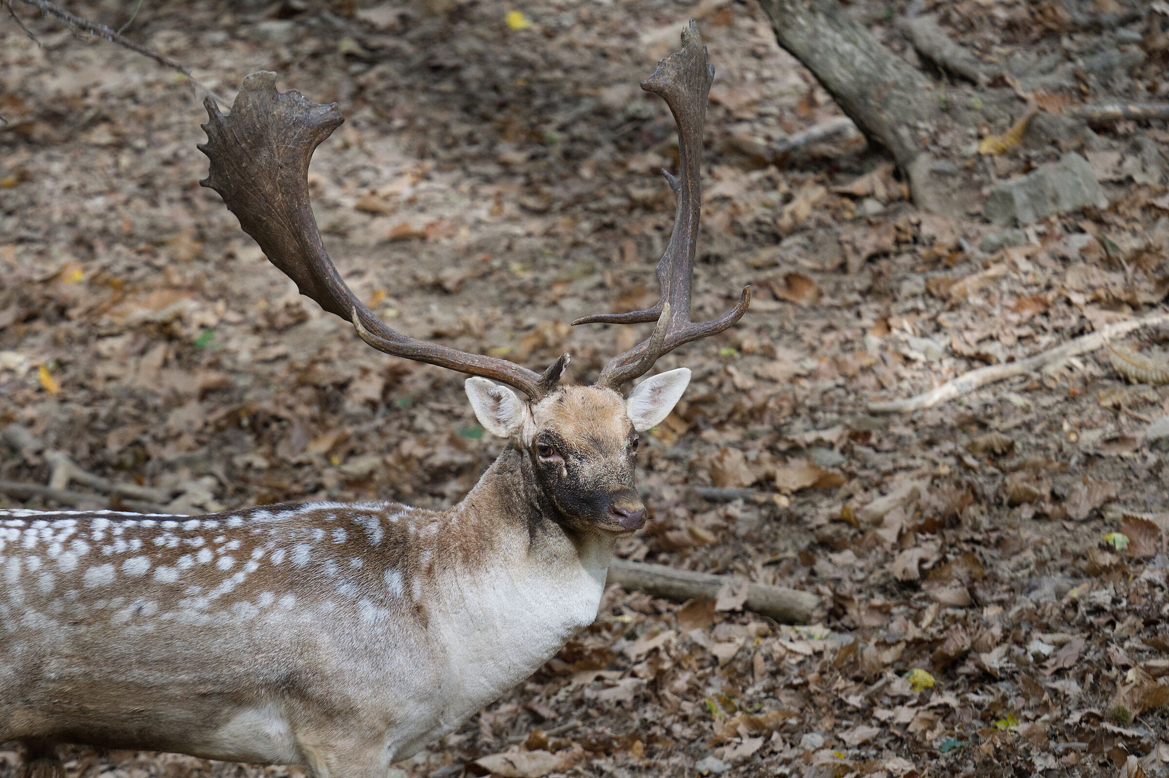 Male fallow deer Palancone