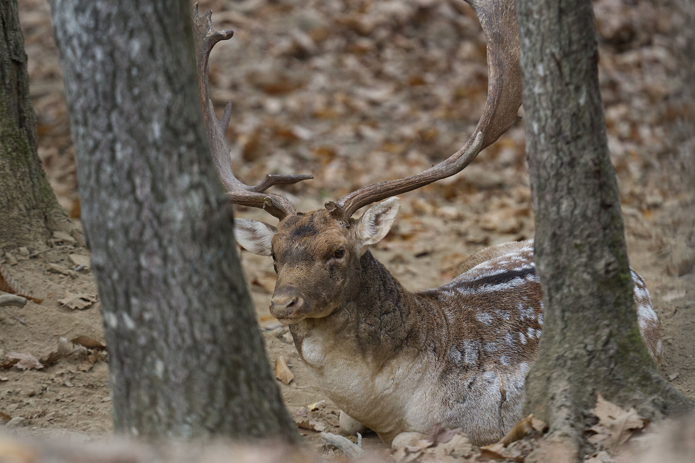 Male fallow deer Palancone