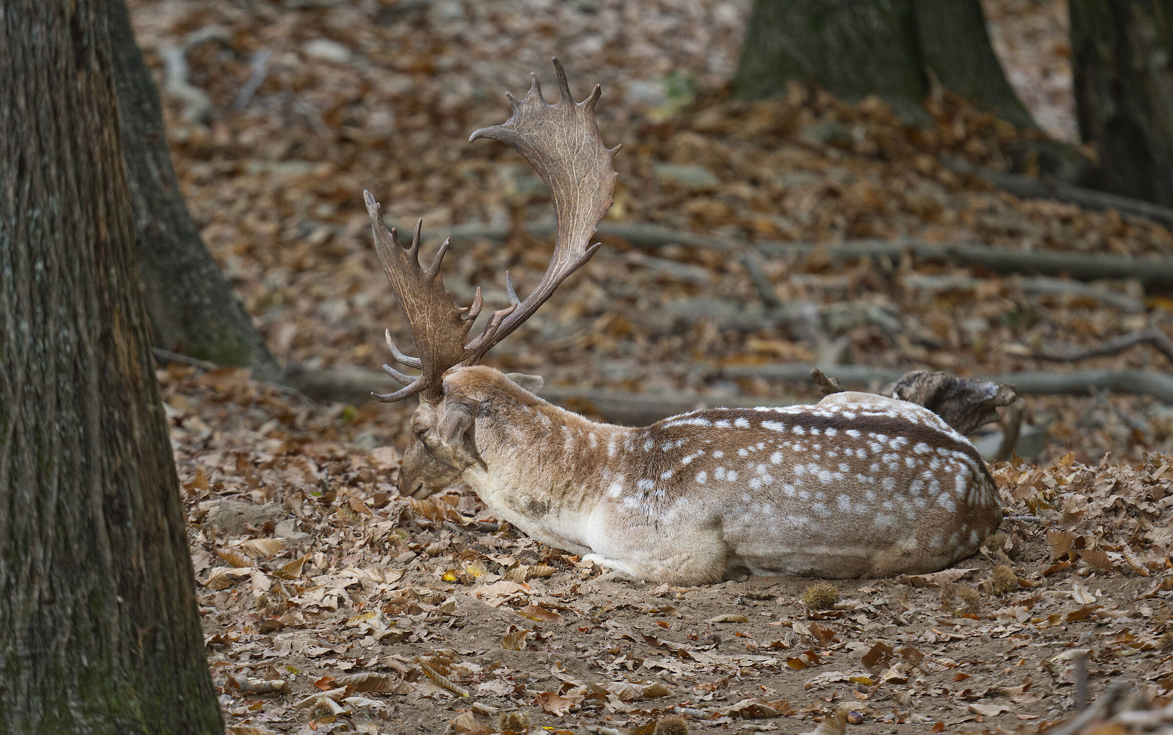 Male fallow deer Palancone