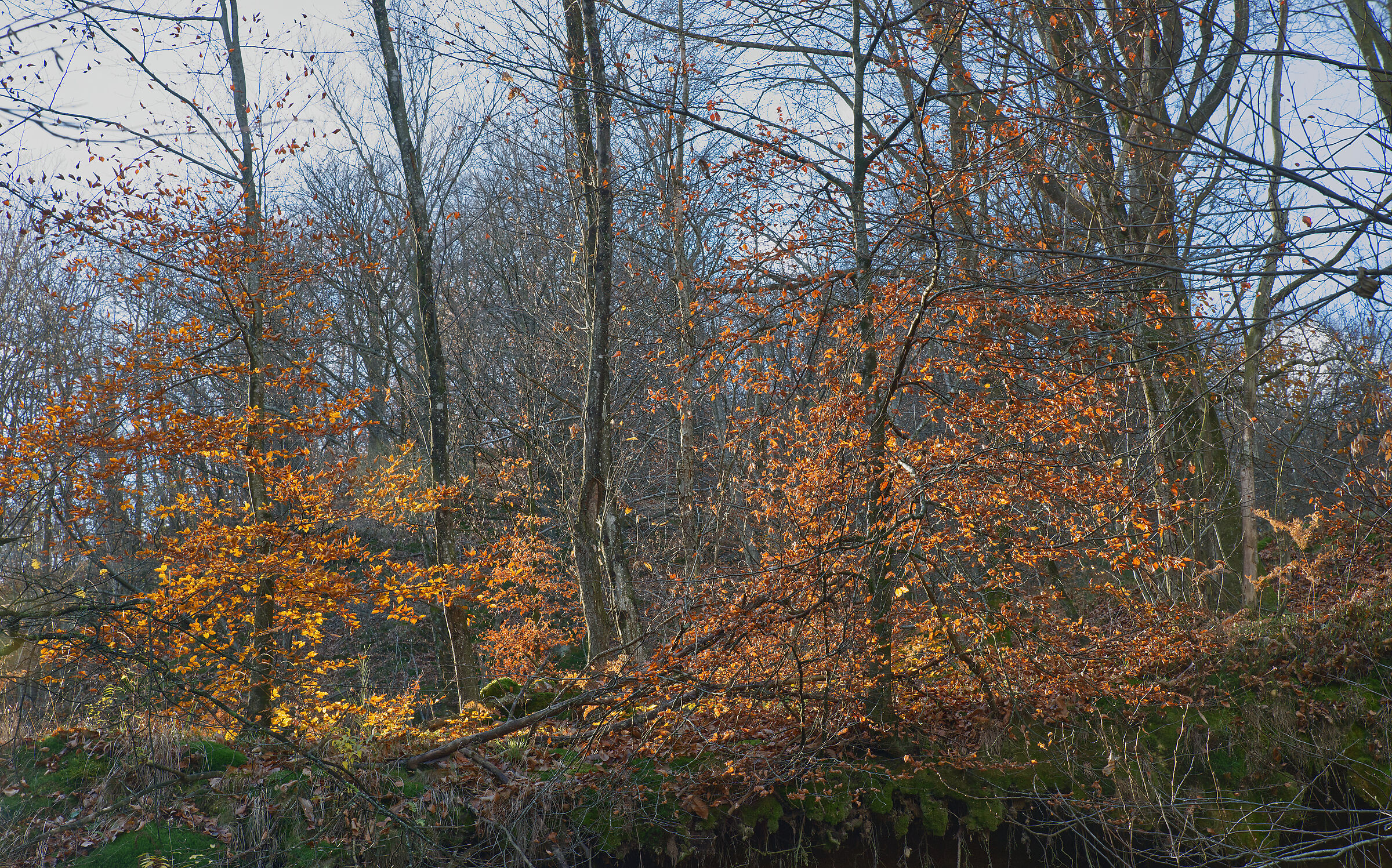A dip in the woods - November 2022