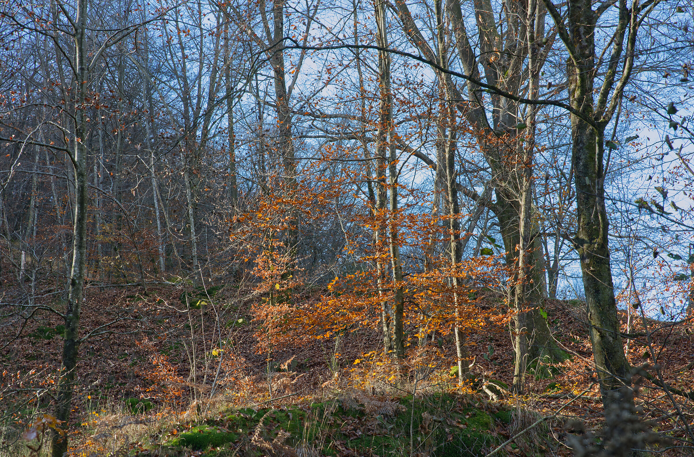 A dip in the woods - November 2022