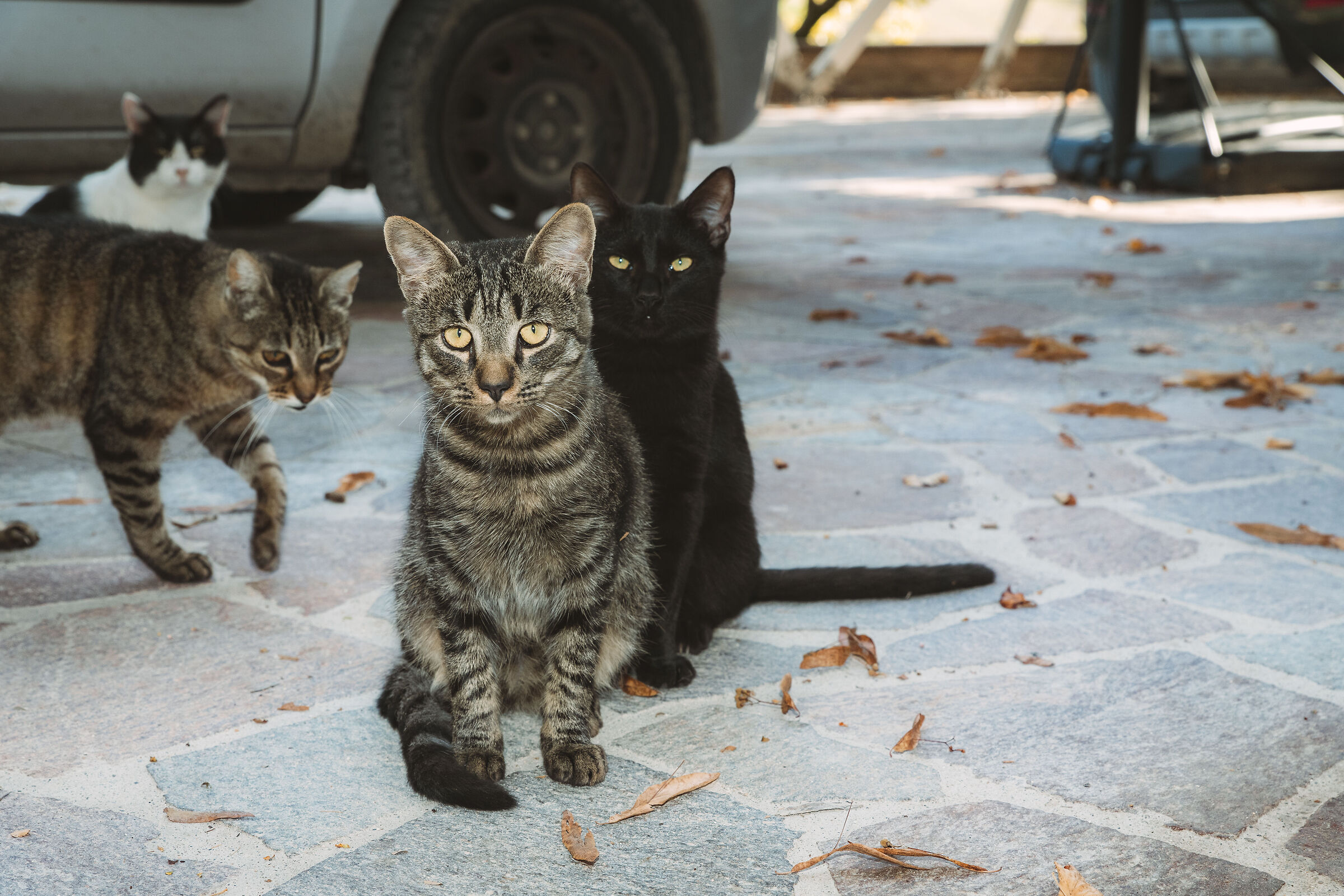The cat and its shadow