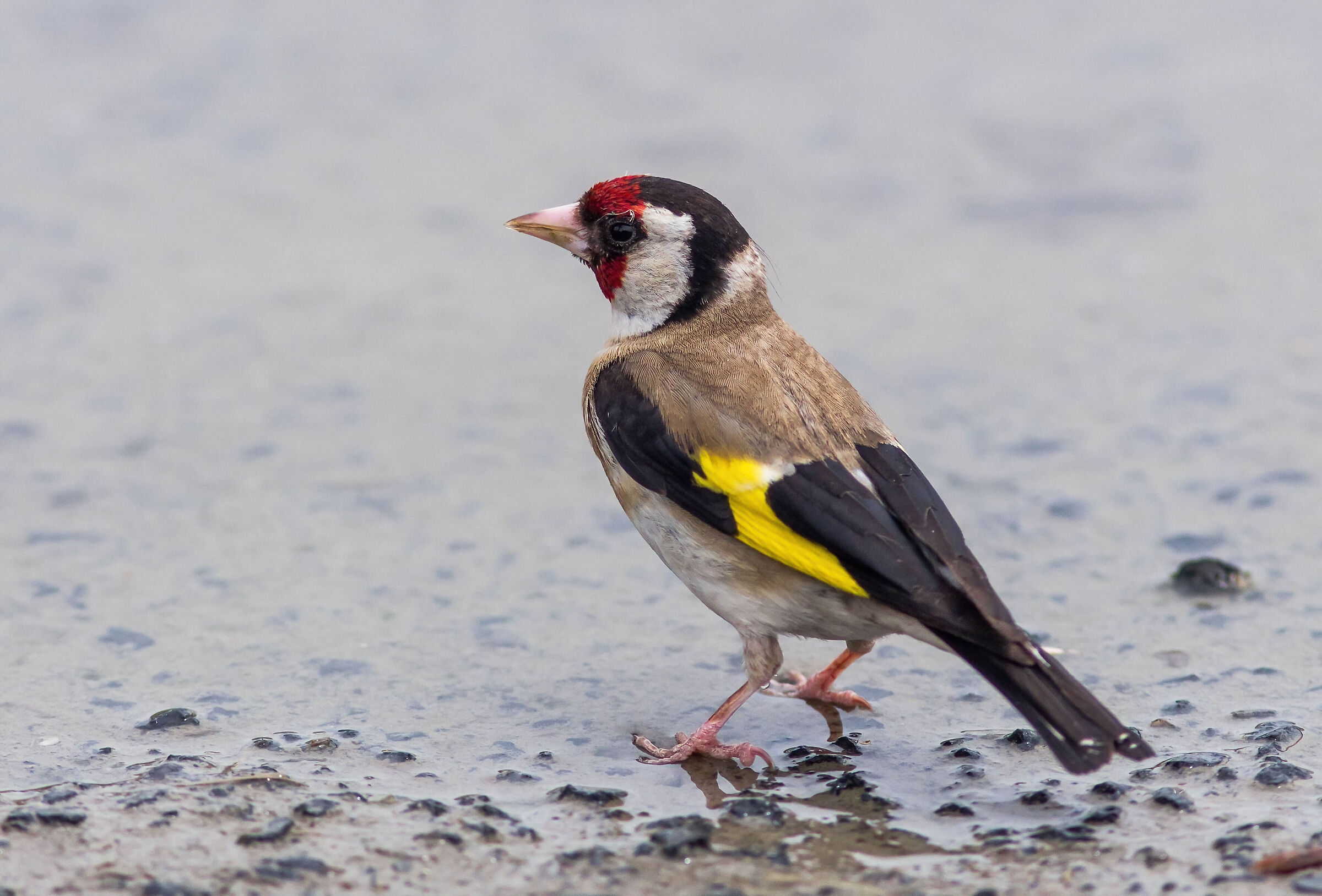 Same puddle, usual goldfinch.
