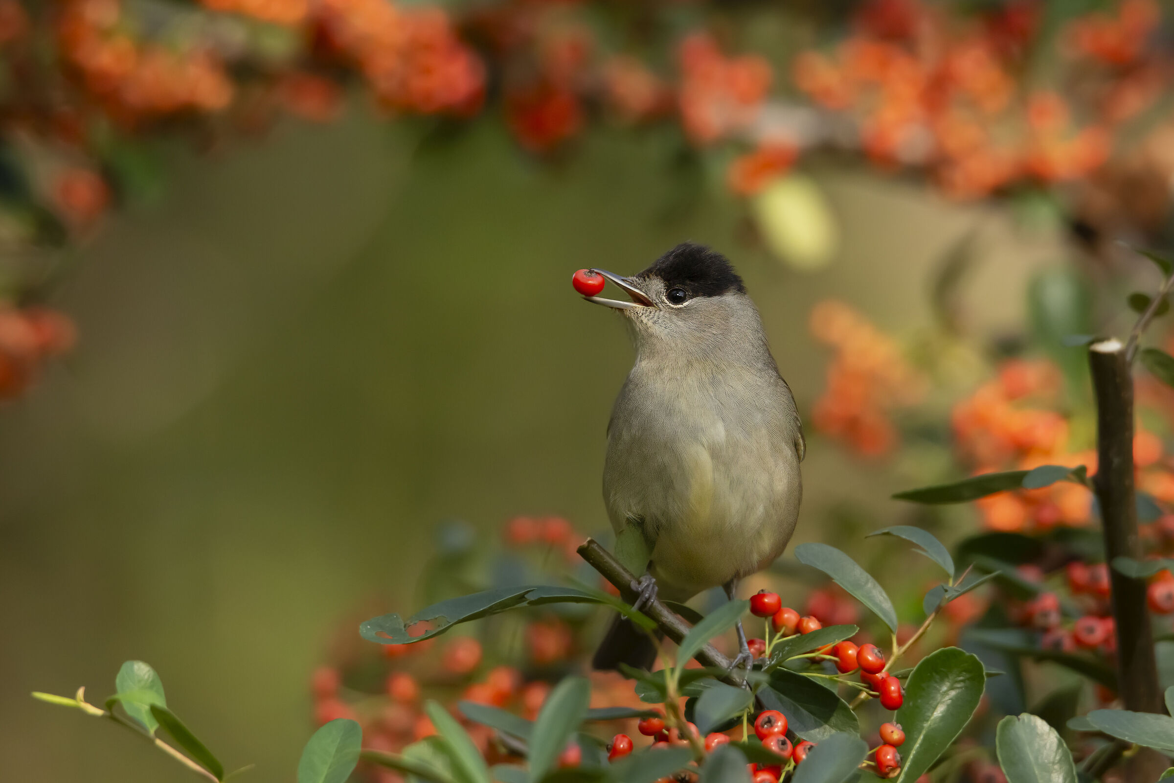 La passione per le bacche rosse