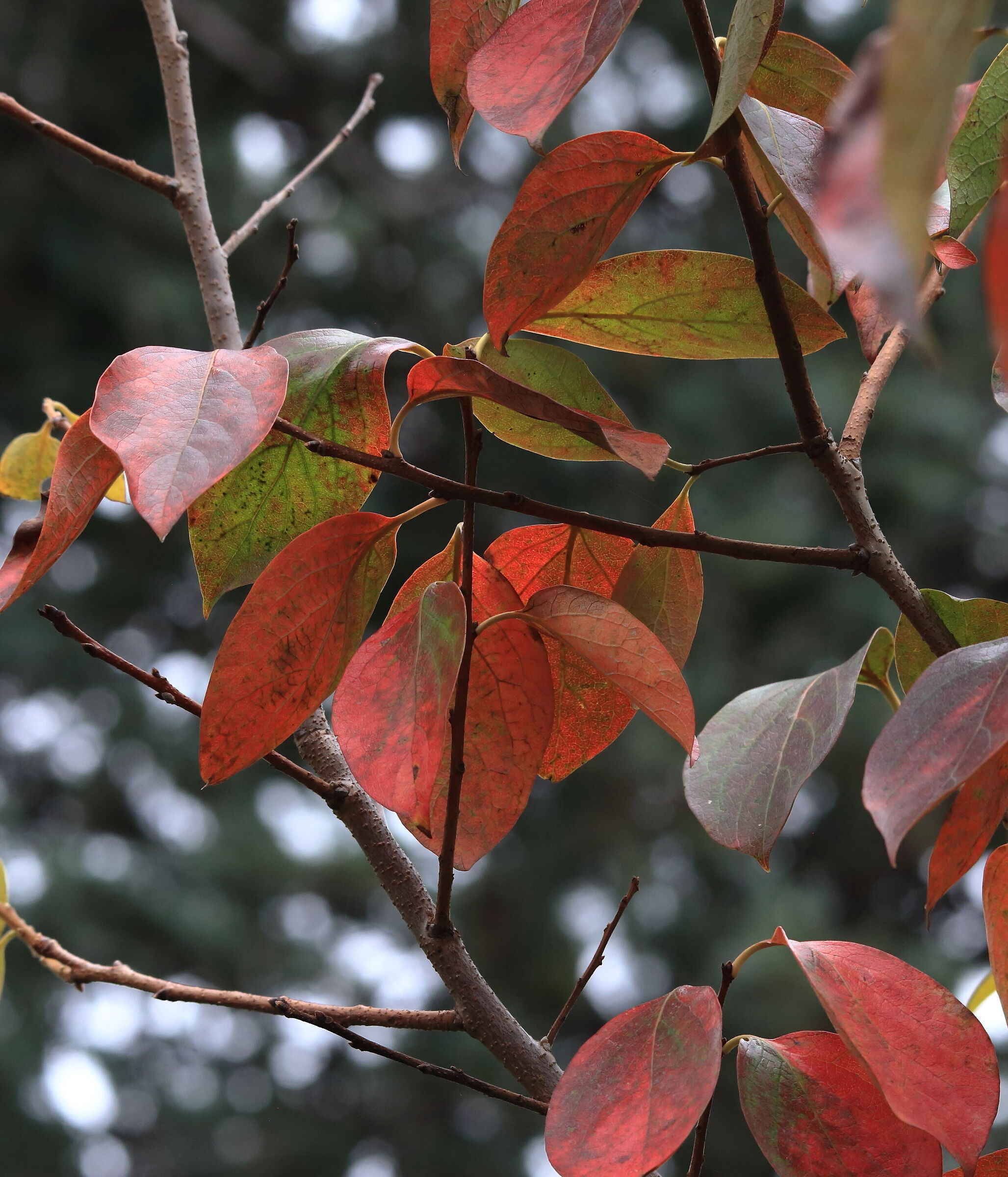 I colori dell'autunno