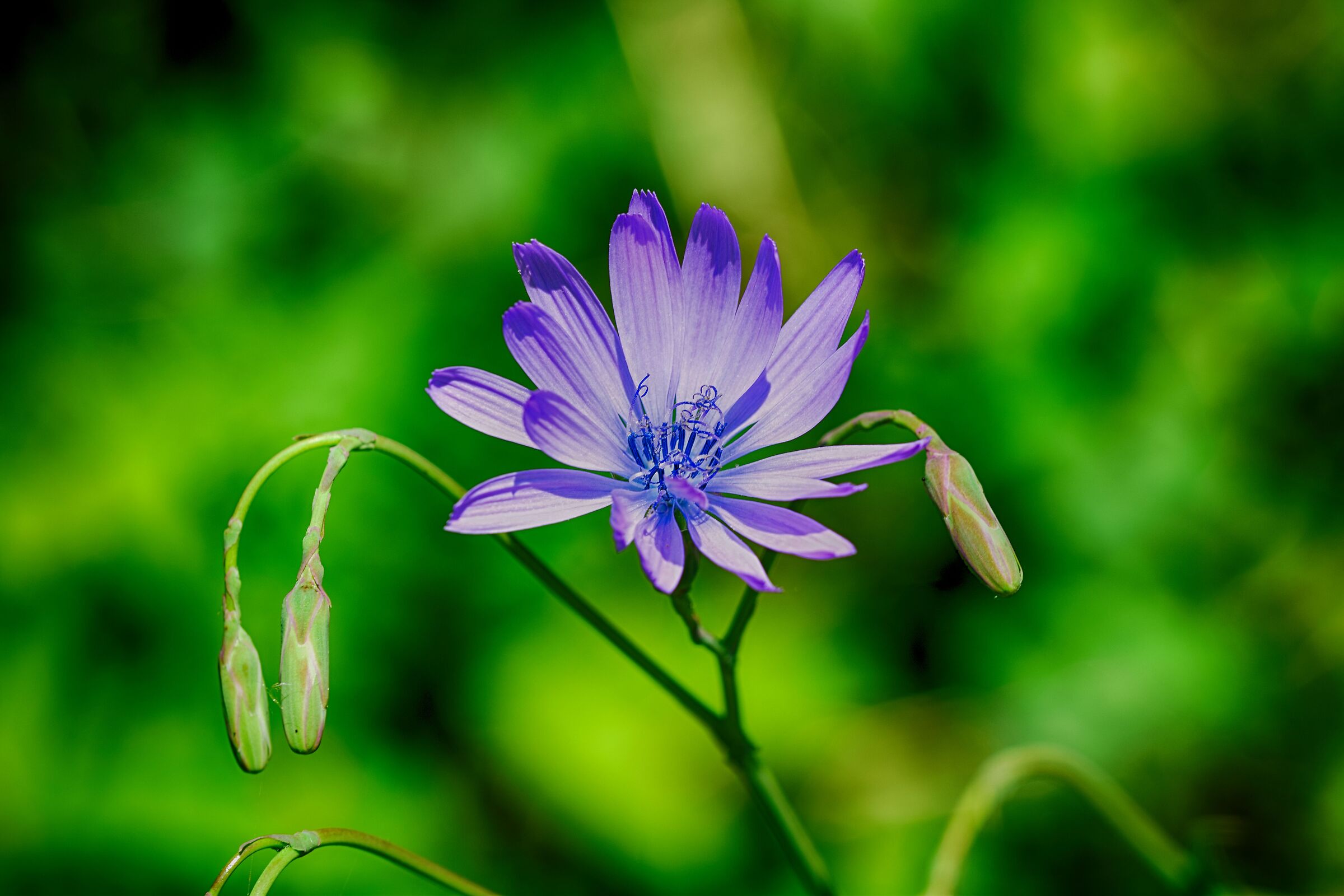 Violet flower