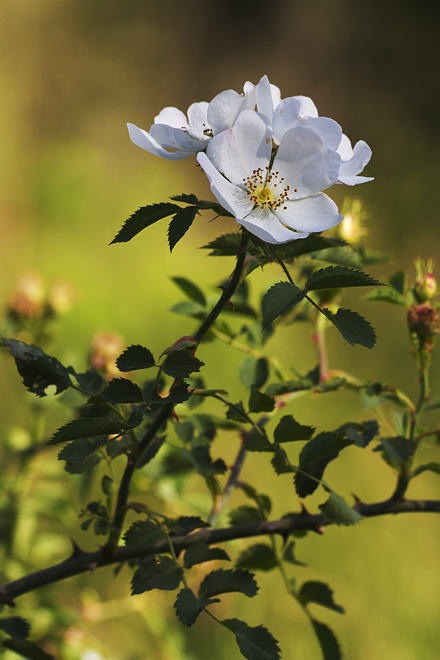 Rosa selvatica