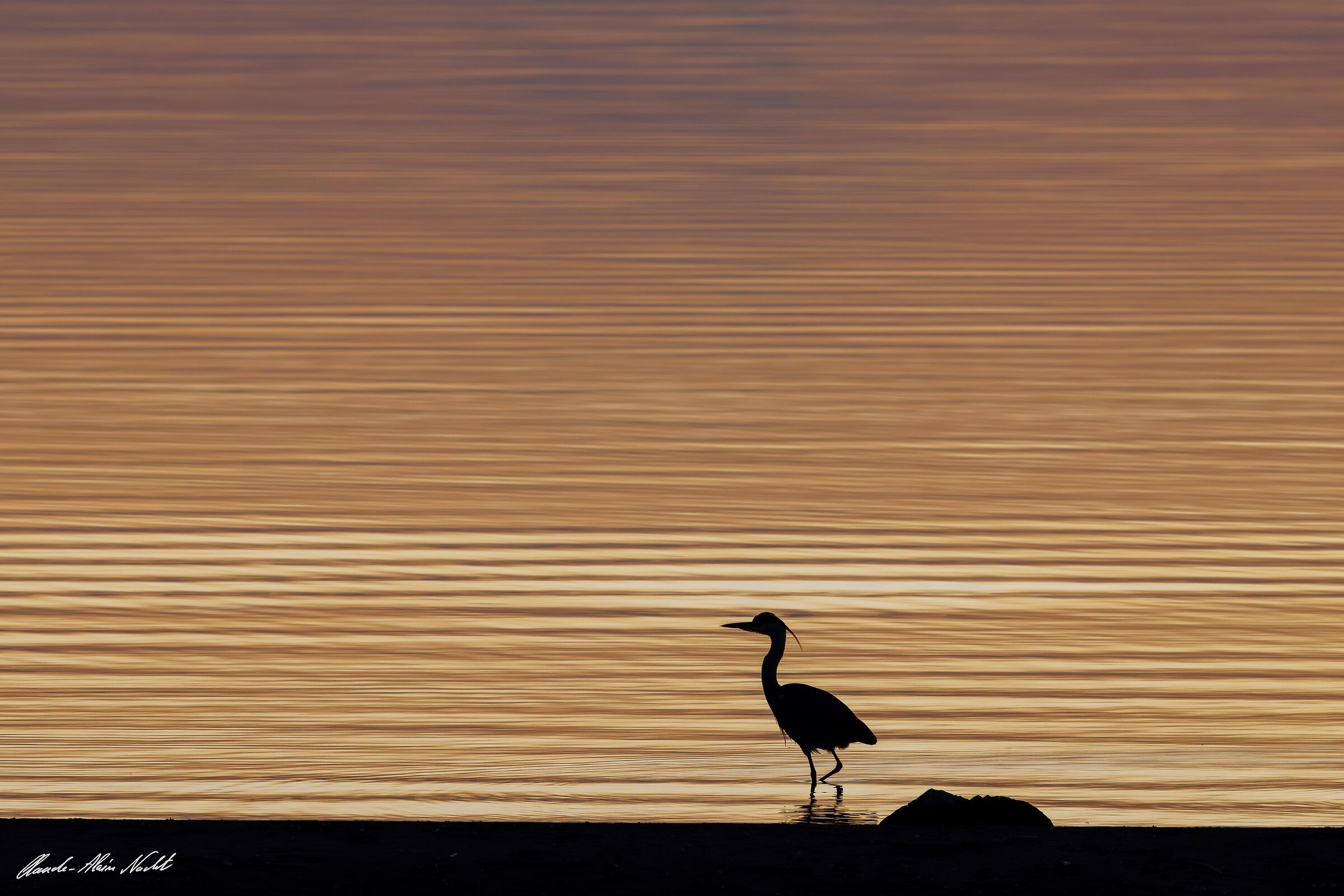 Graphic image of a grey heron at sunset