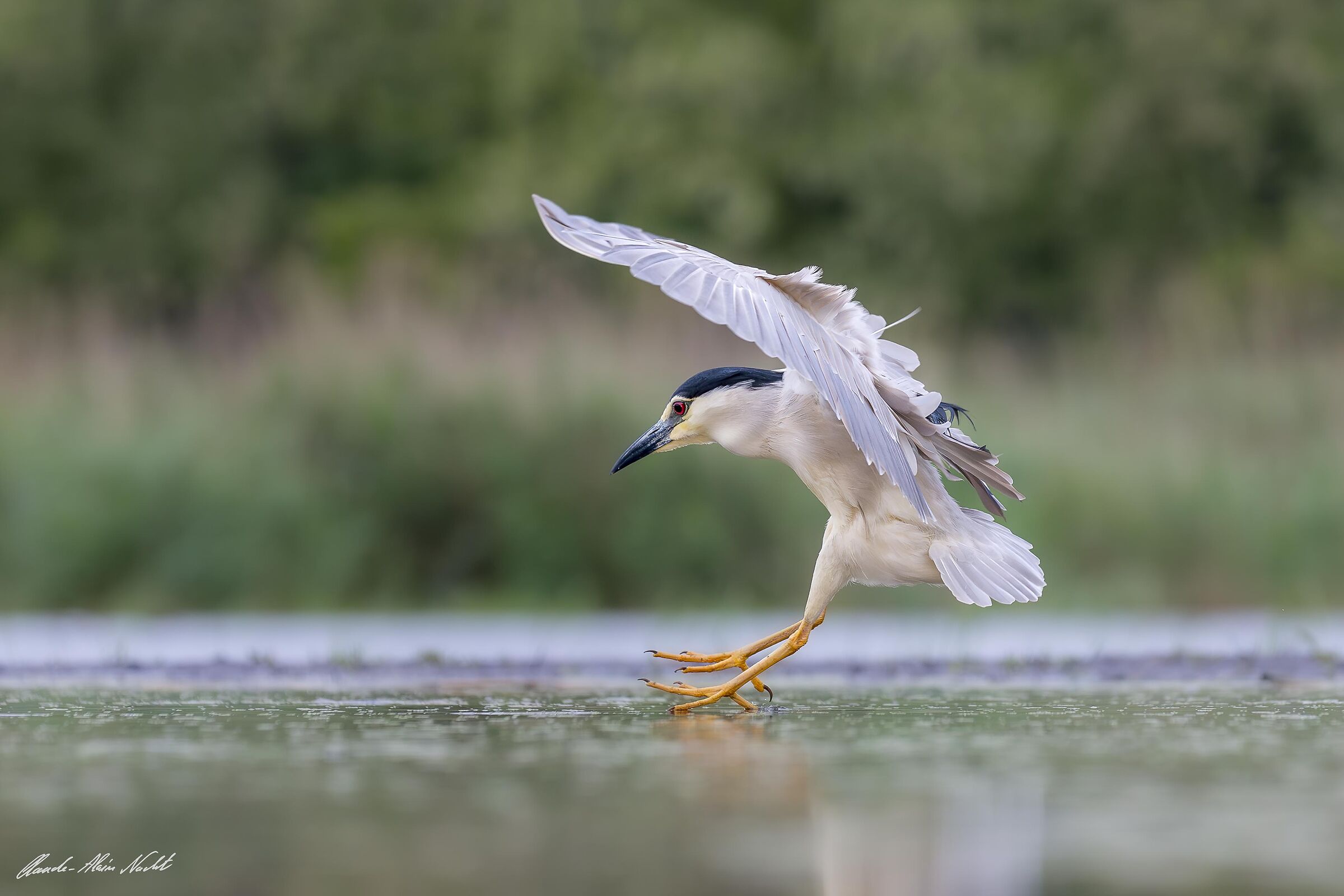 Black-crowned Night Heron
