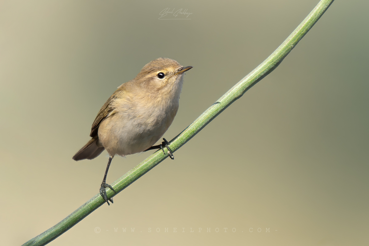 Chiffchaff comune