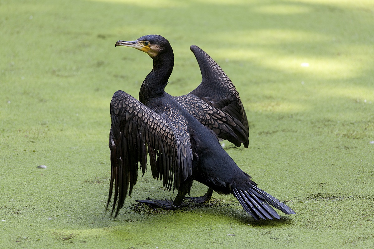 A cormorant in Sant'Alessio
