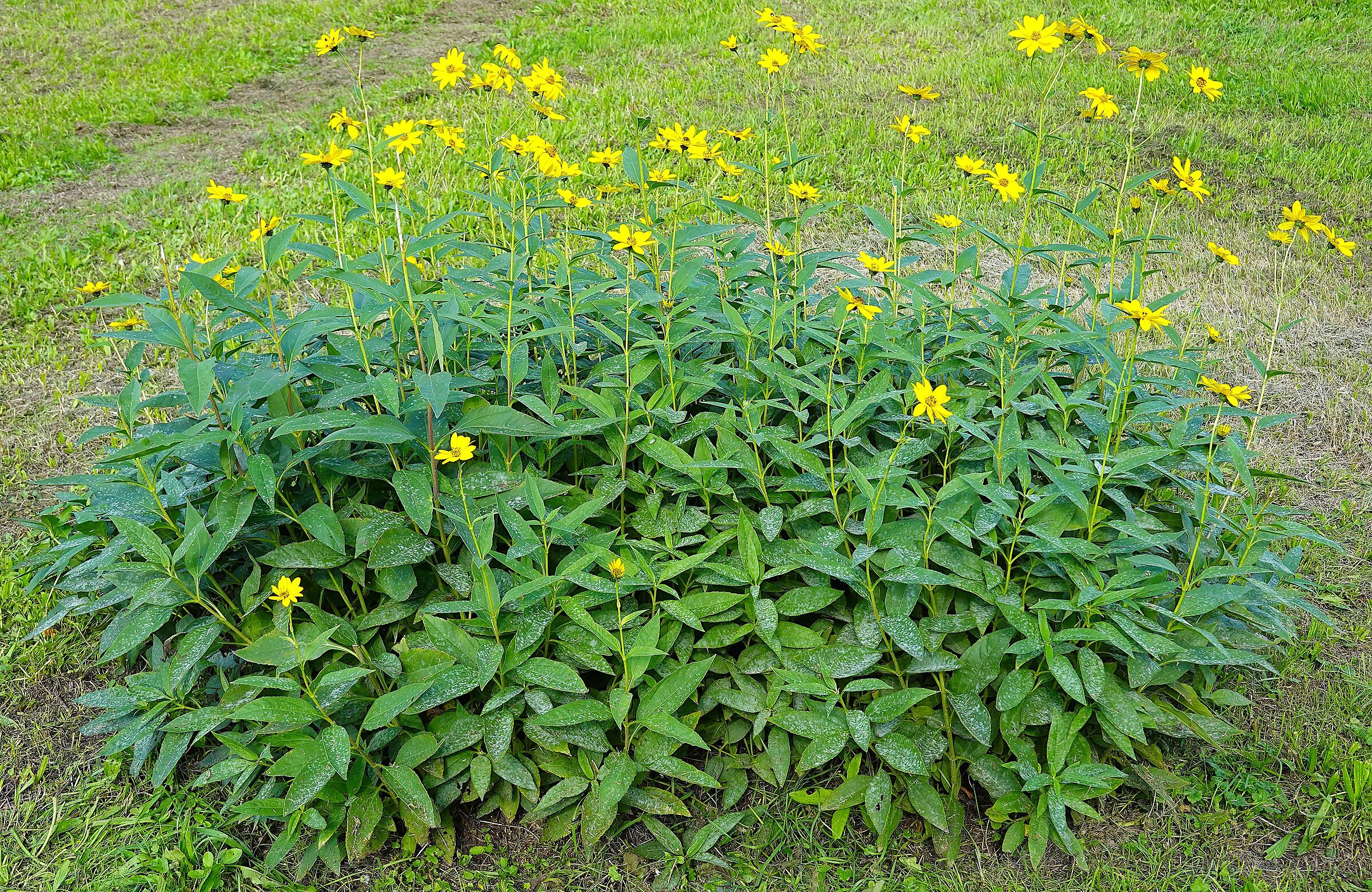 Flowering plants of Helianthus tuberosus (Jerusalem artichok...