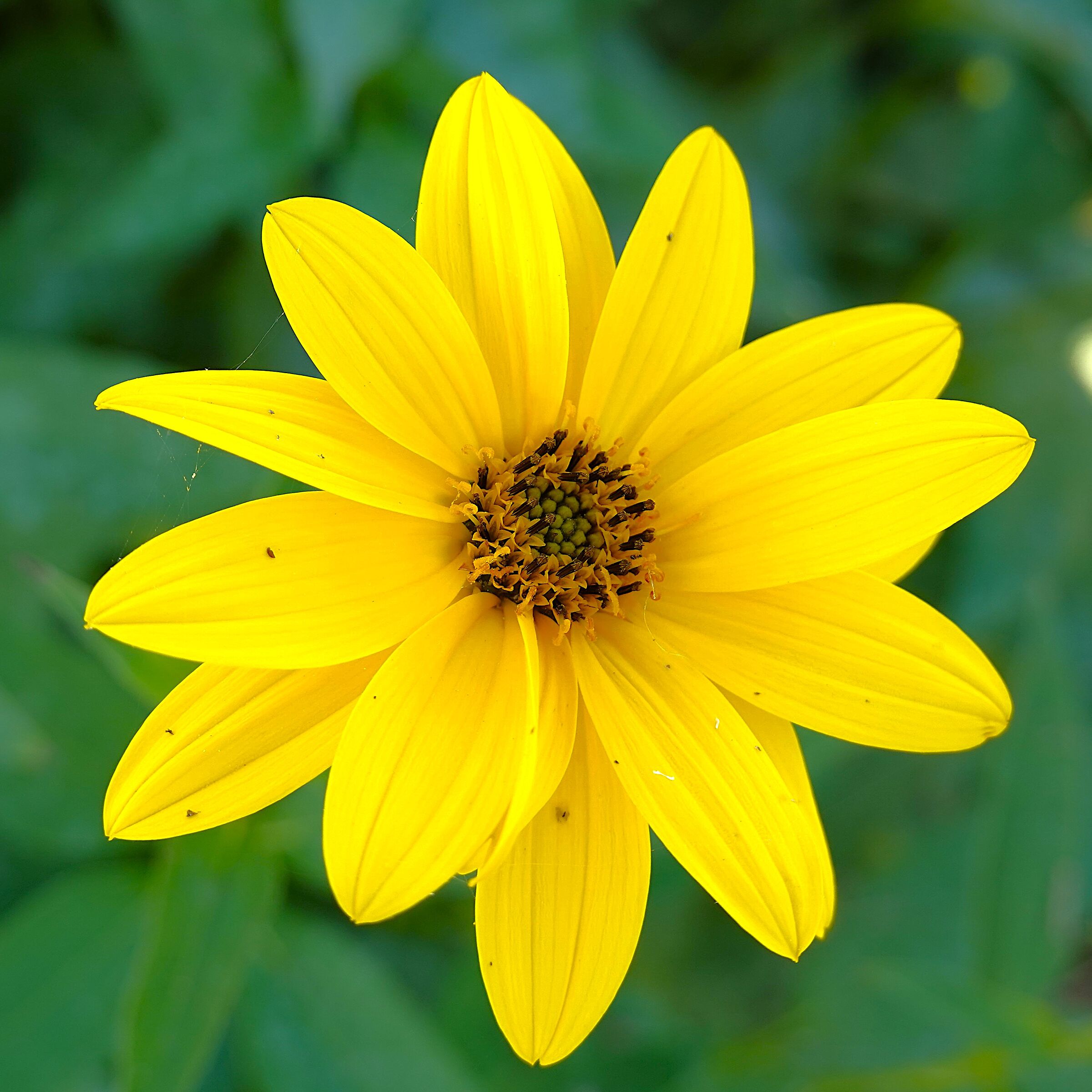 Helianthus tuberosus flower (Jerusalem artichoke)