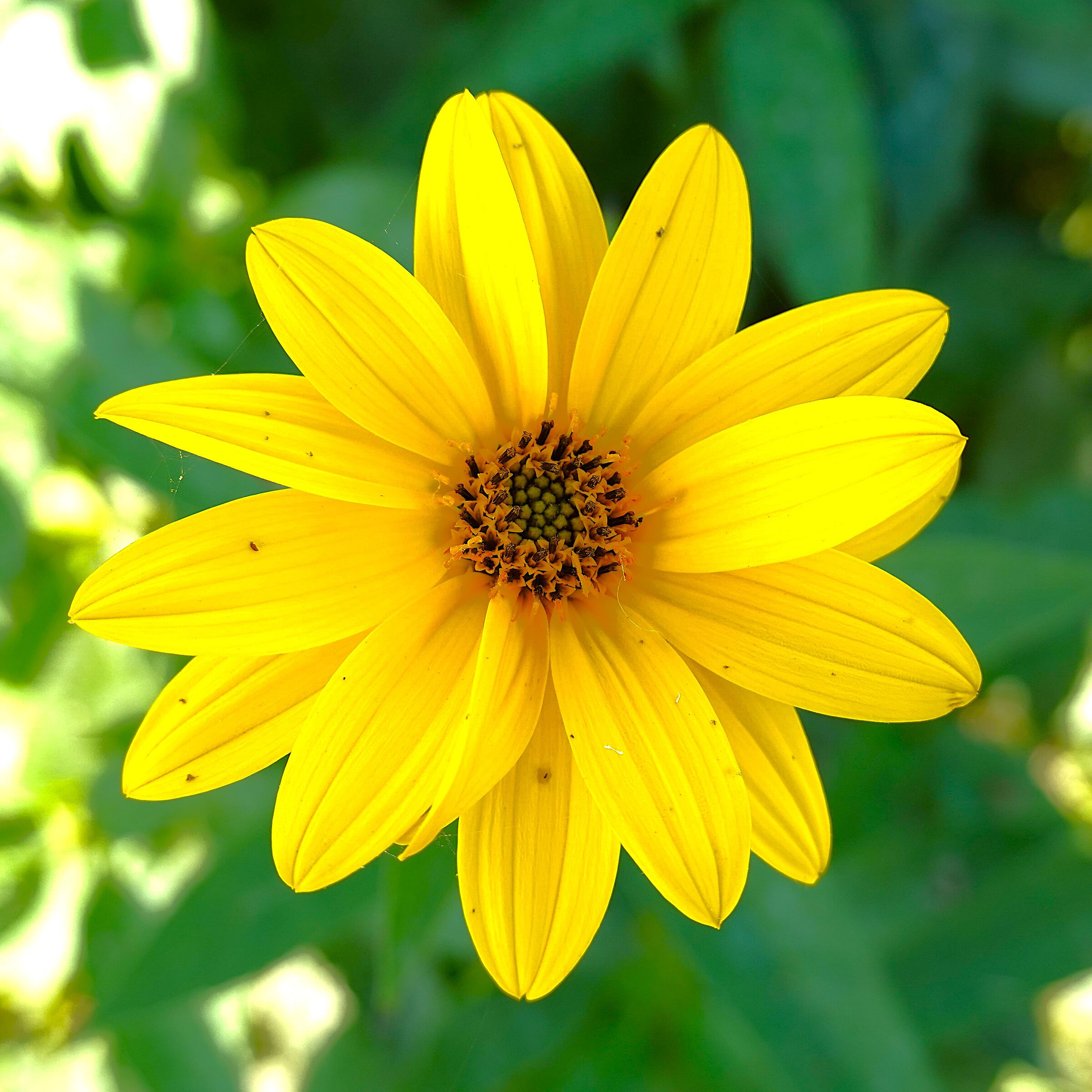 Helianthus tuberosus flower (Jerusalem artichoke)