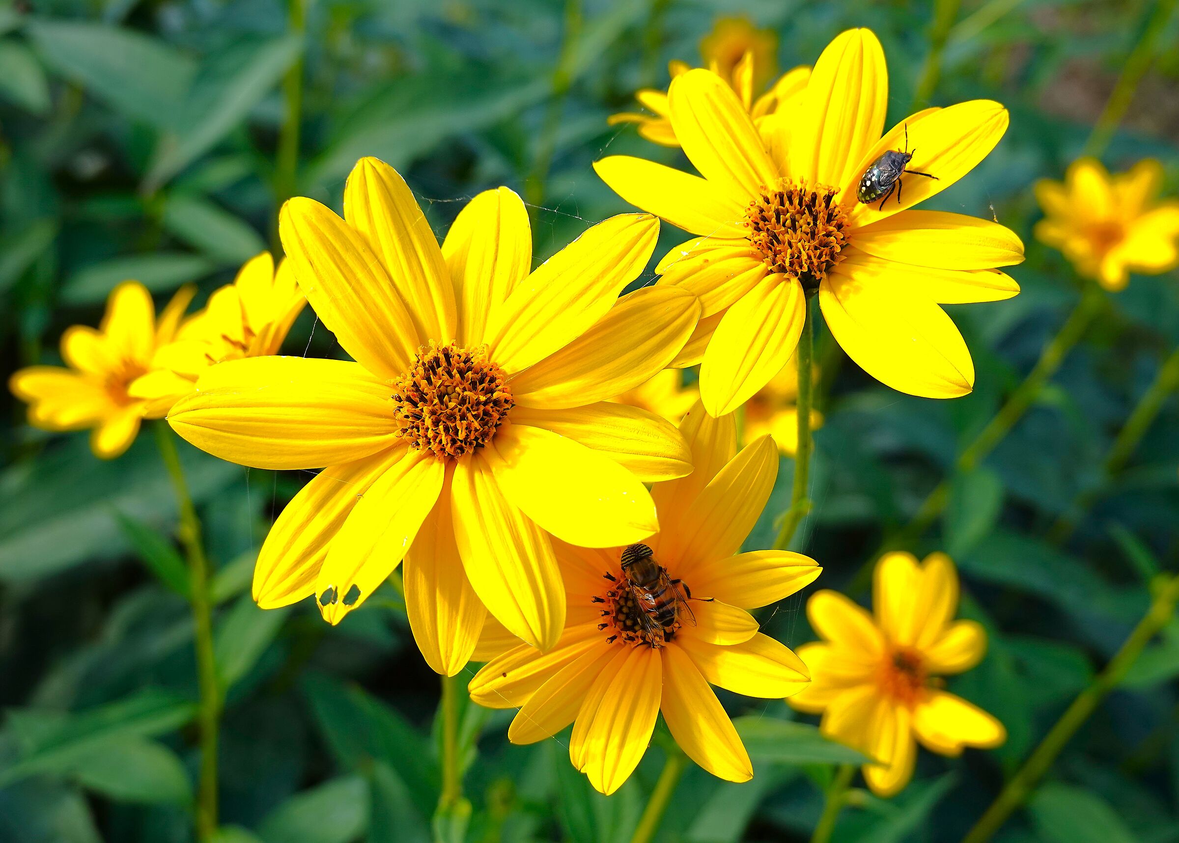Helianthus tuberosus flowers (Jerusalem artichokes)