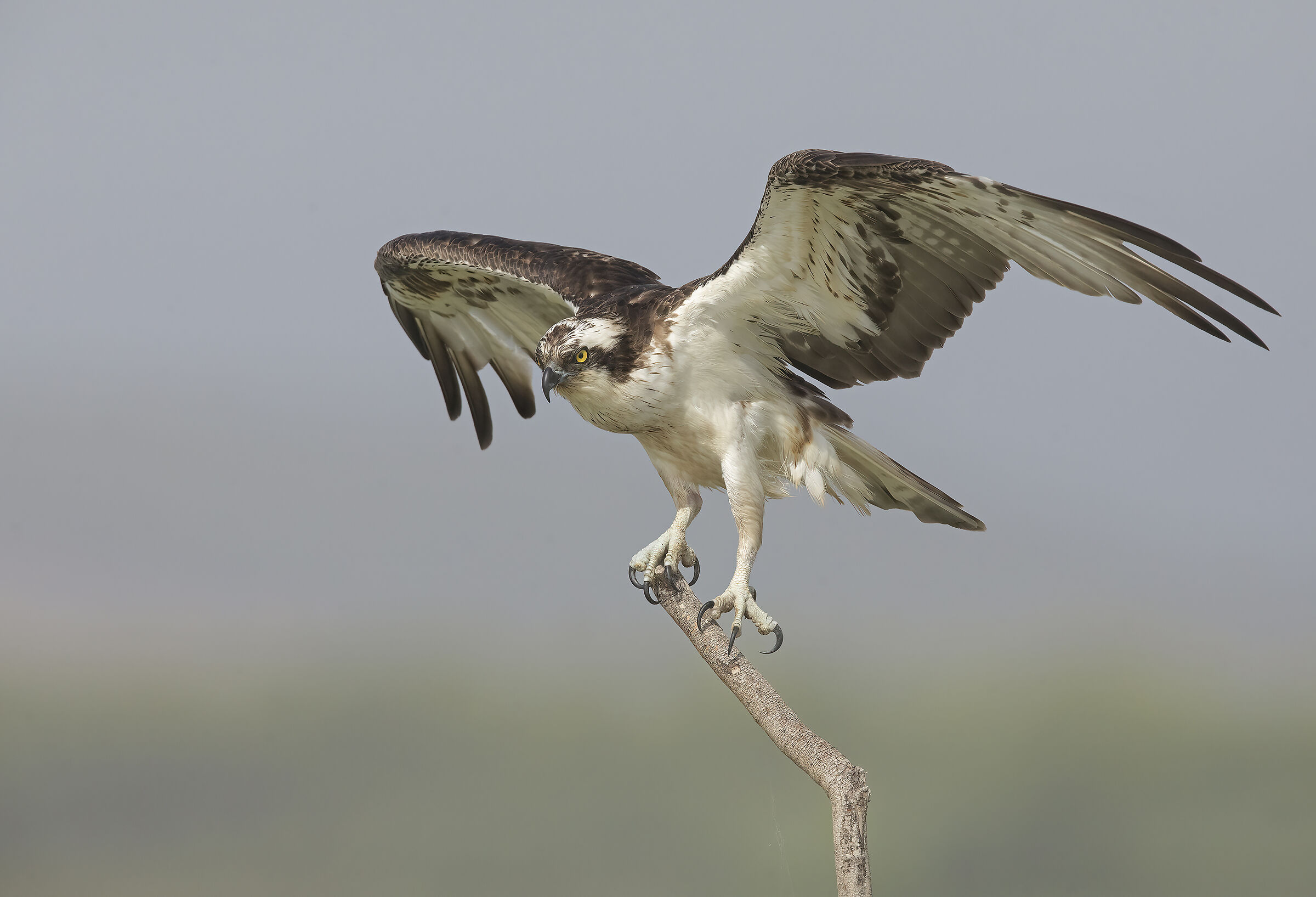 falco pescatore (pandion haliaetus)