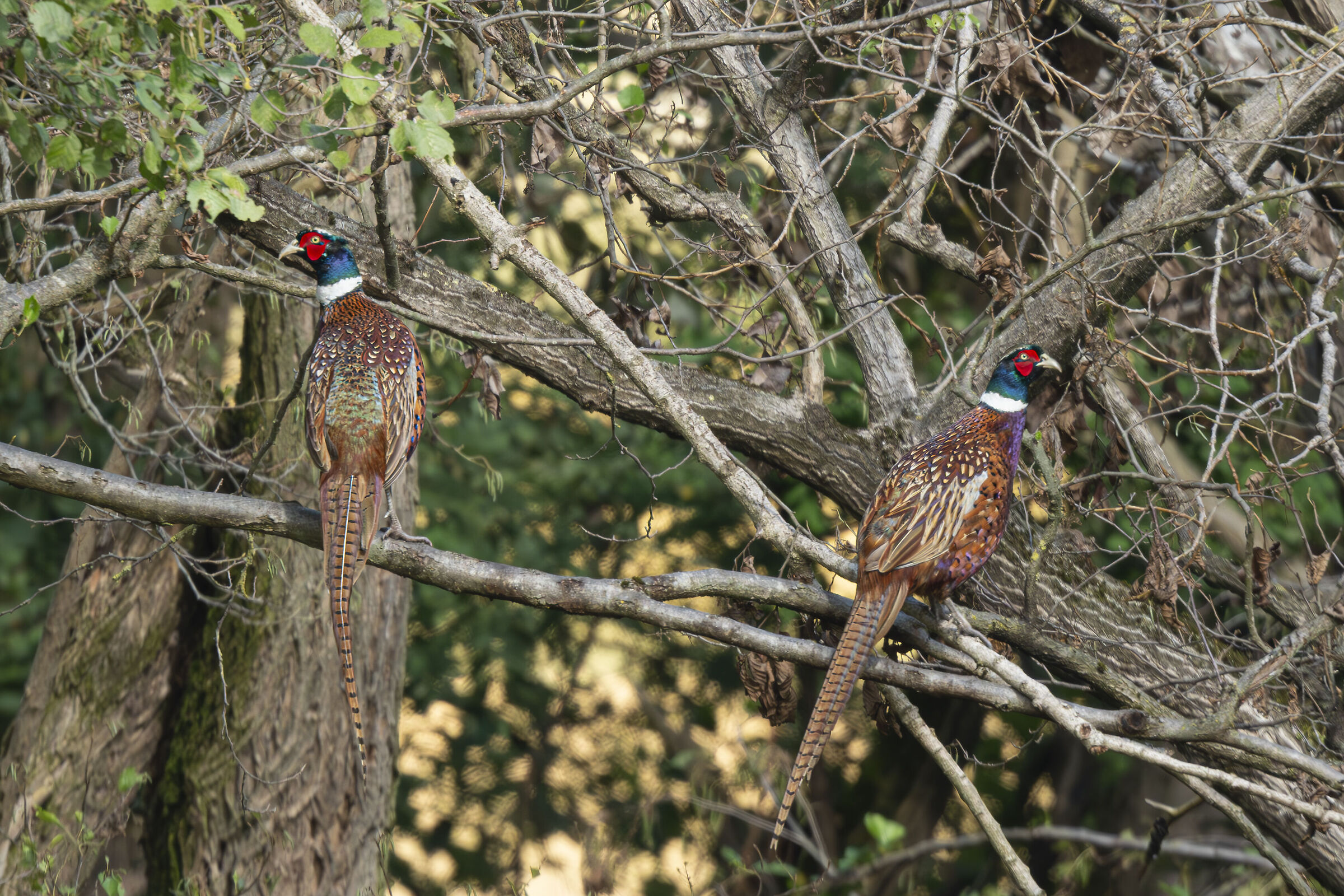 Io con te non ci parlo!