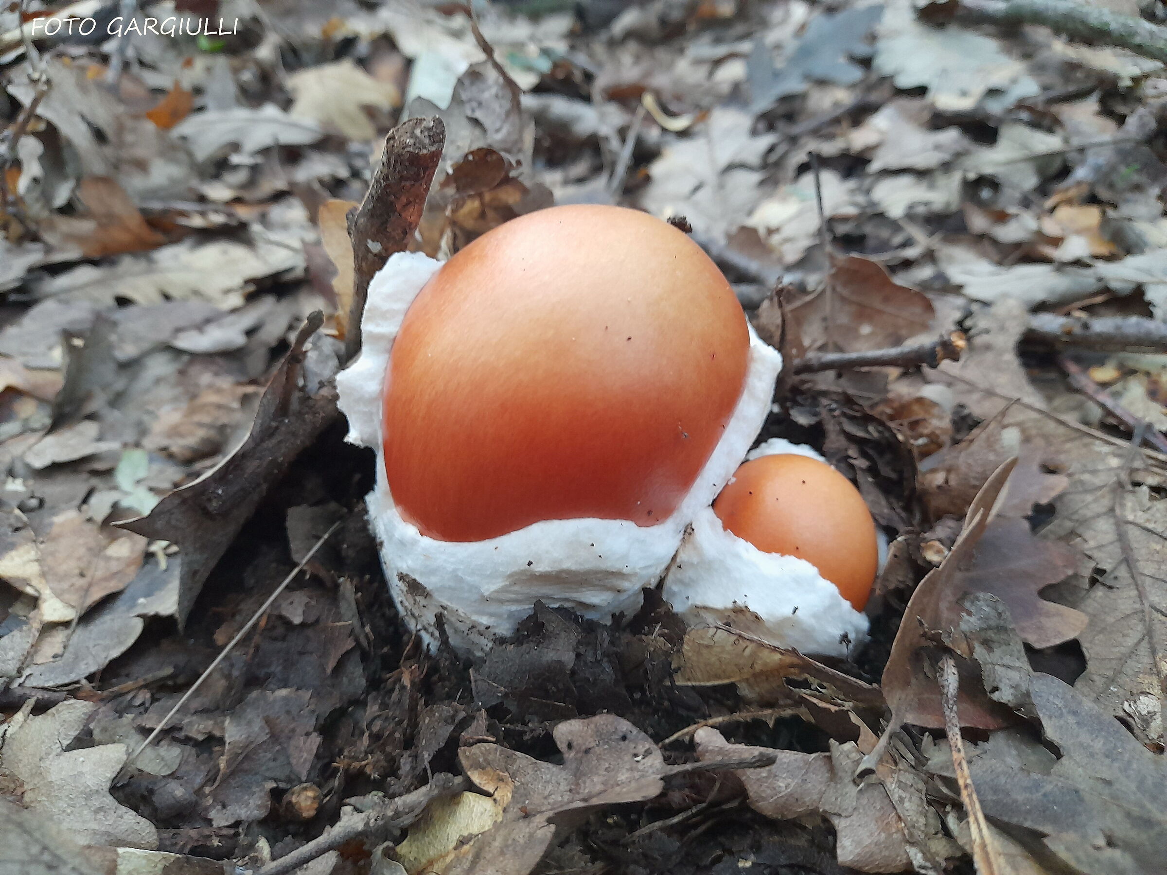 Amanita caesarea (ovolo buono)
