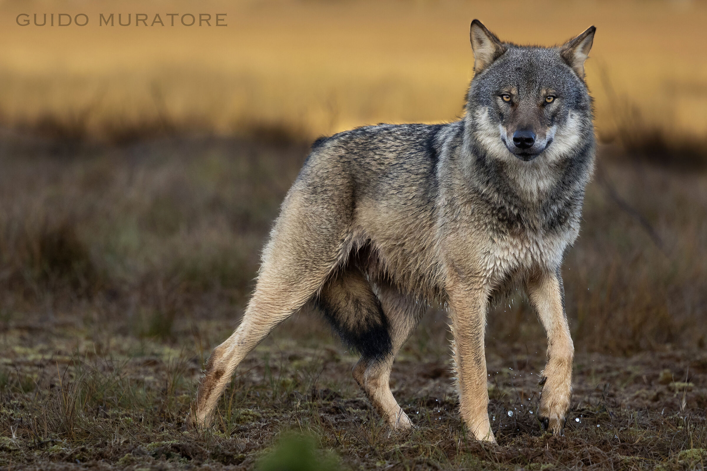 Wolf portrait