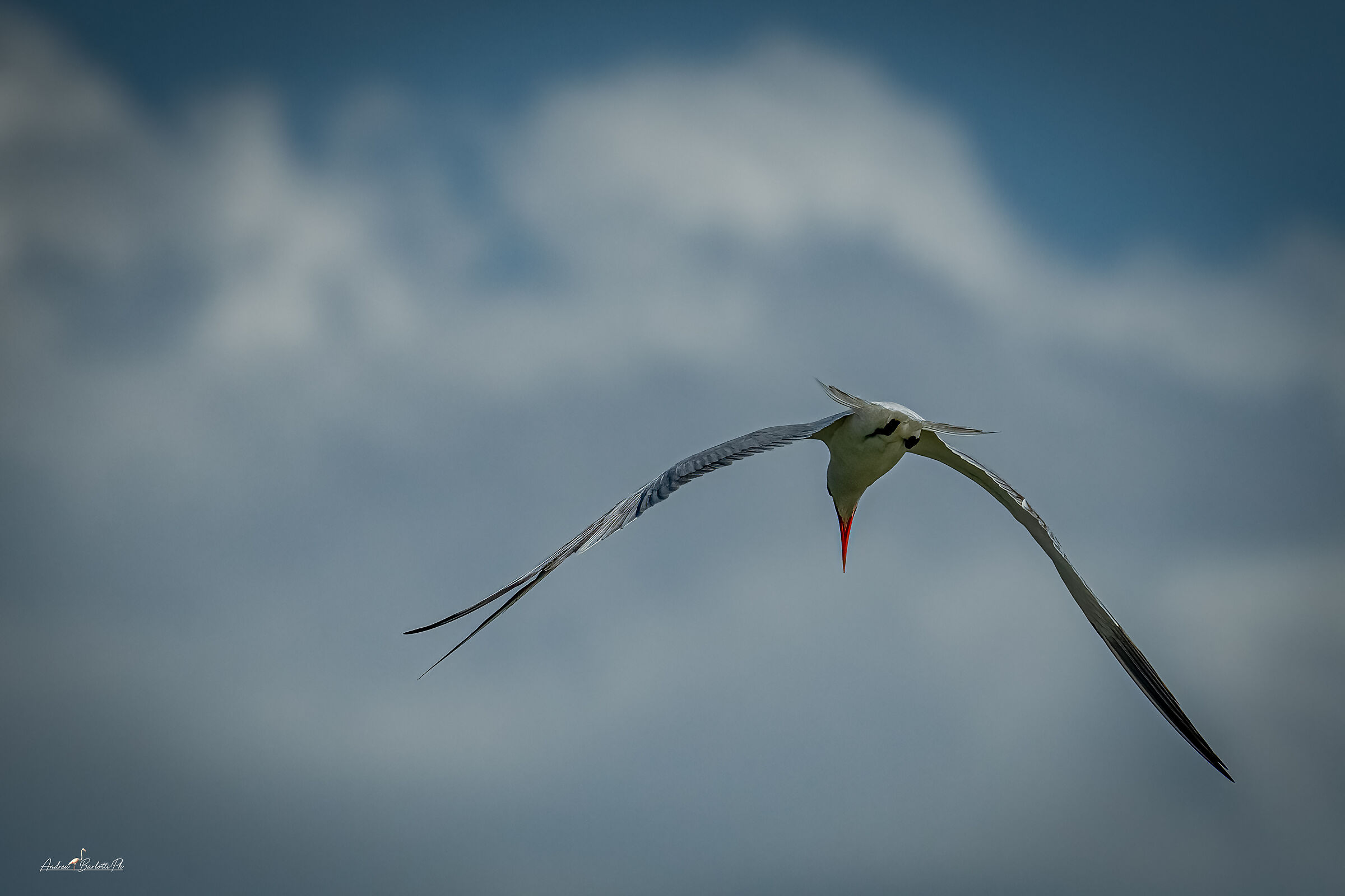 Greater Tern
