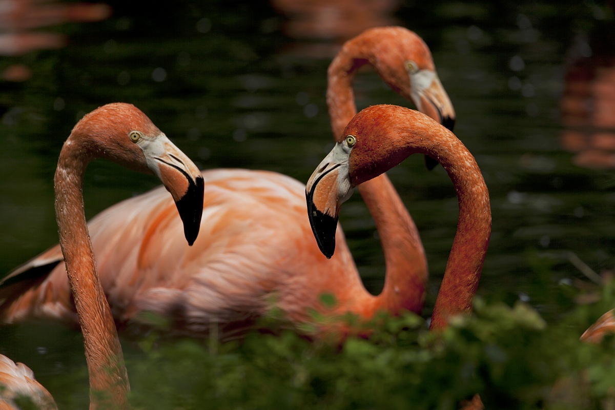 Flamingos