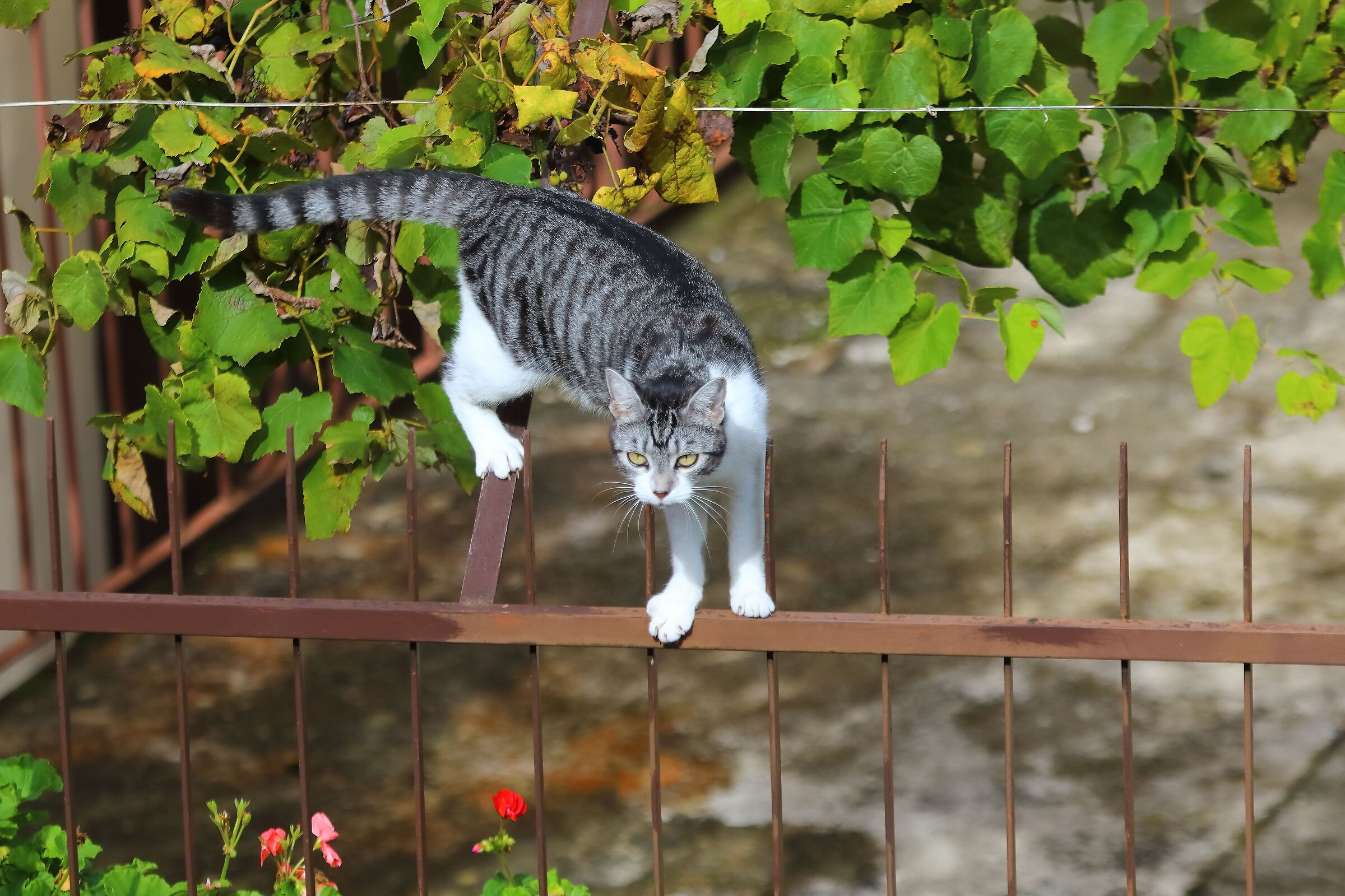 Kira 09 ottobre 2024 - 0002