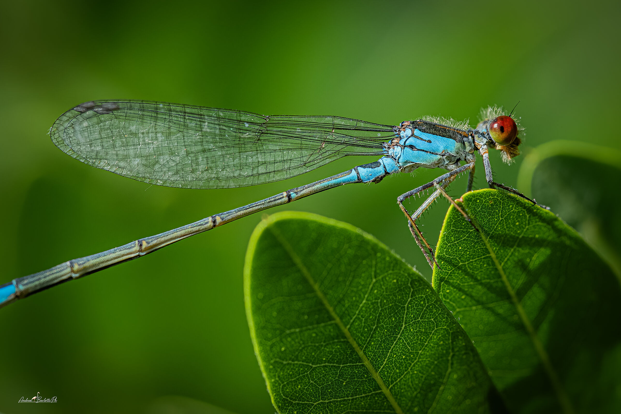 Erythromma viridulum M.