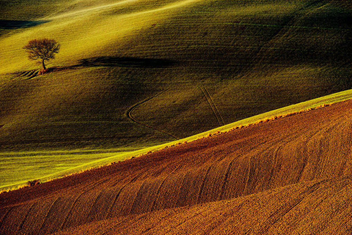 l'albero solitario...