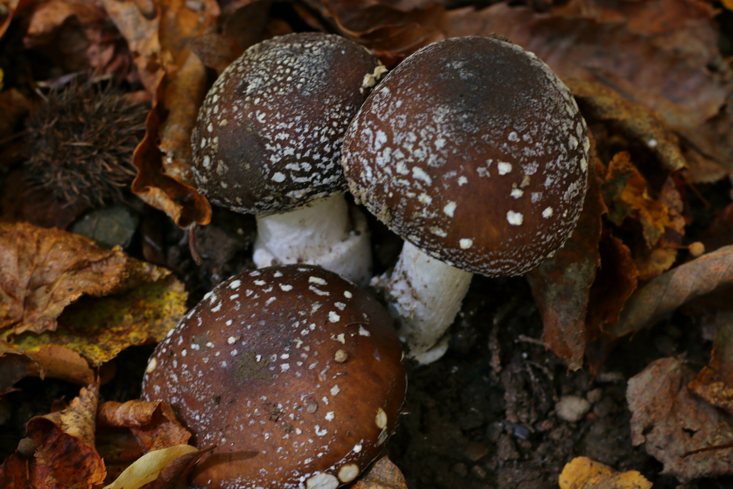 Mushrooms in the woods