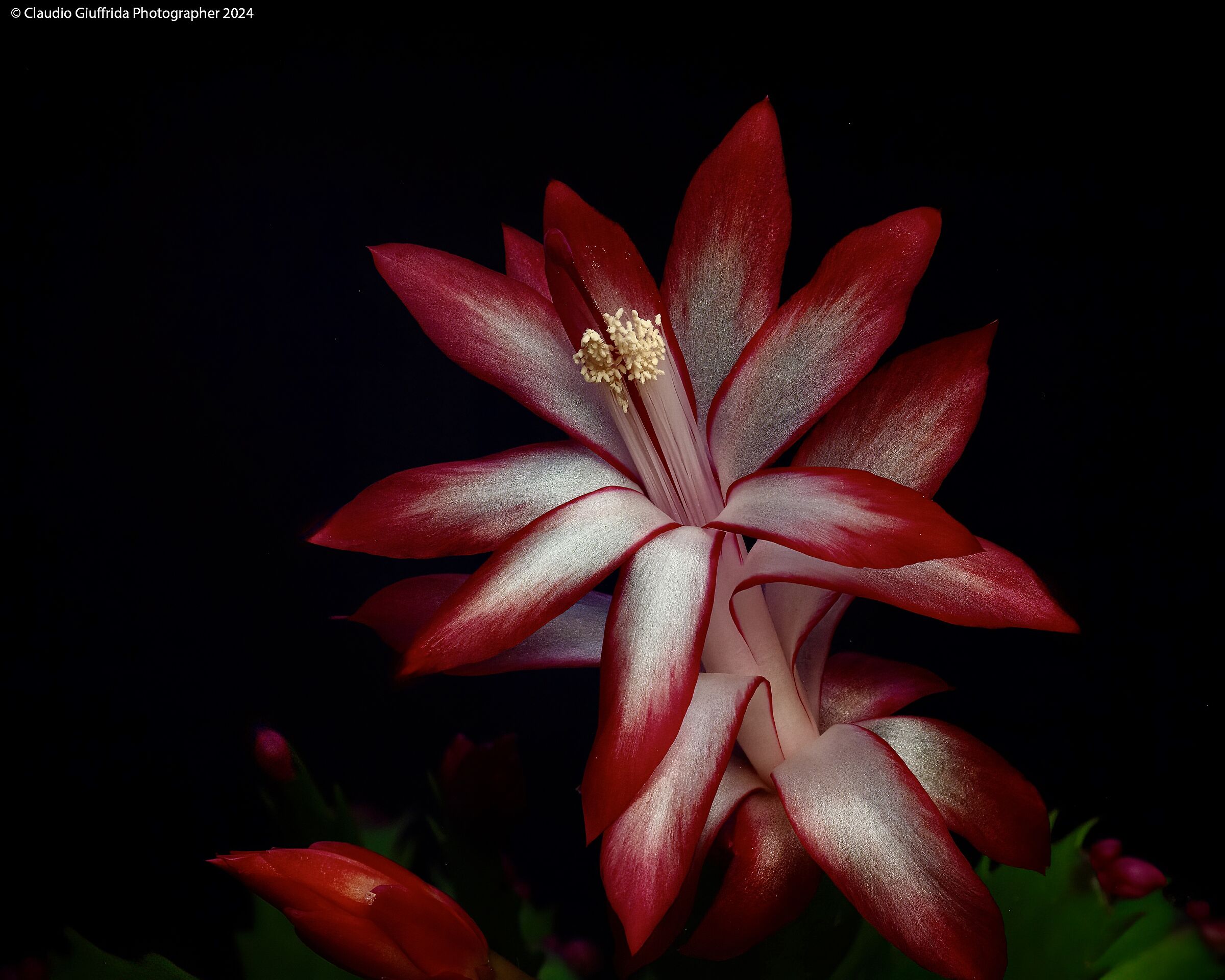 Schlumbergera