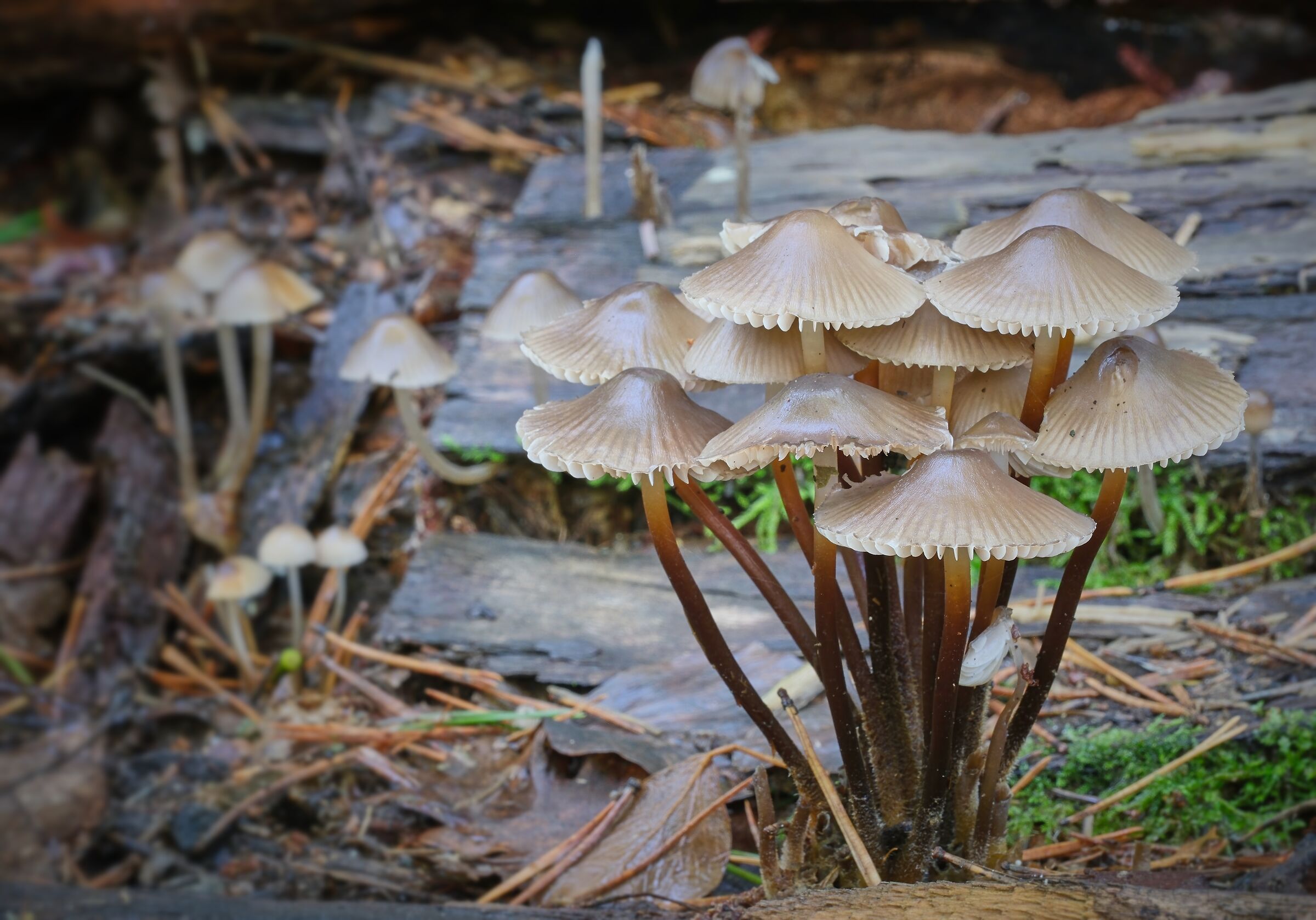 transitory nature