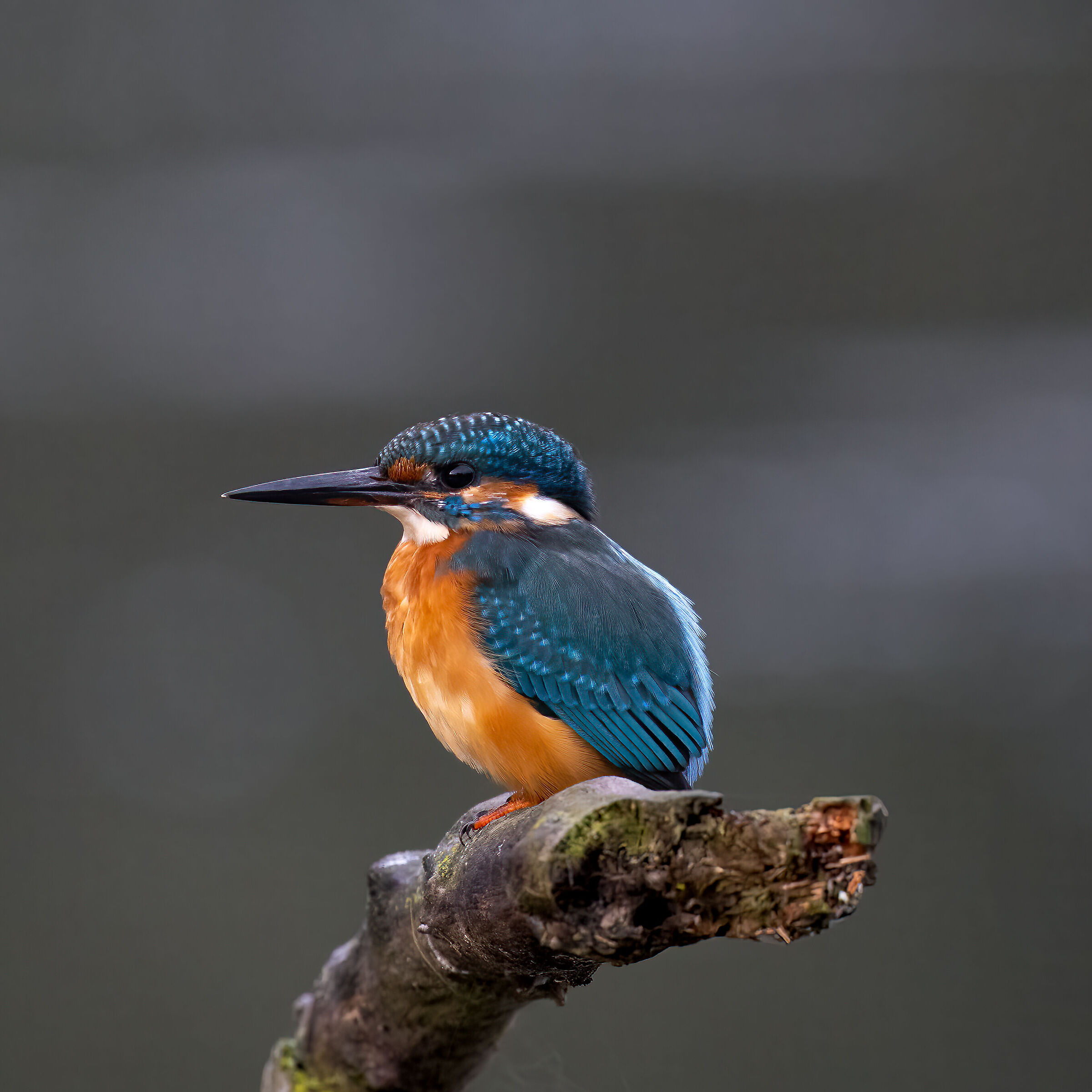 Martin Pescatore - Kingfisher
