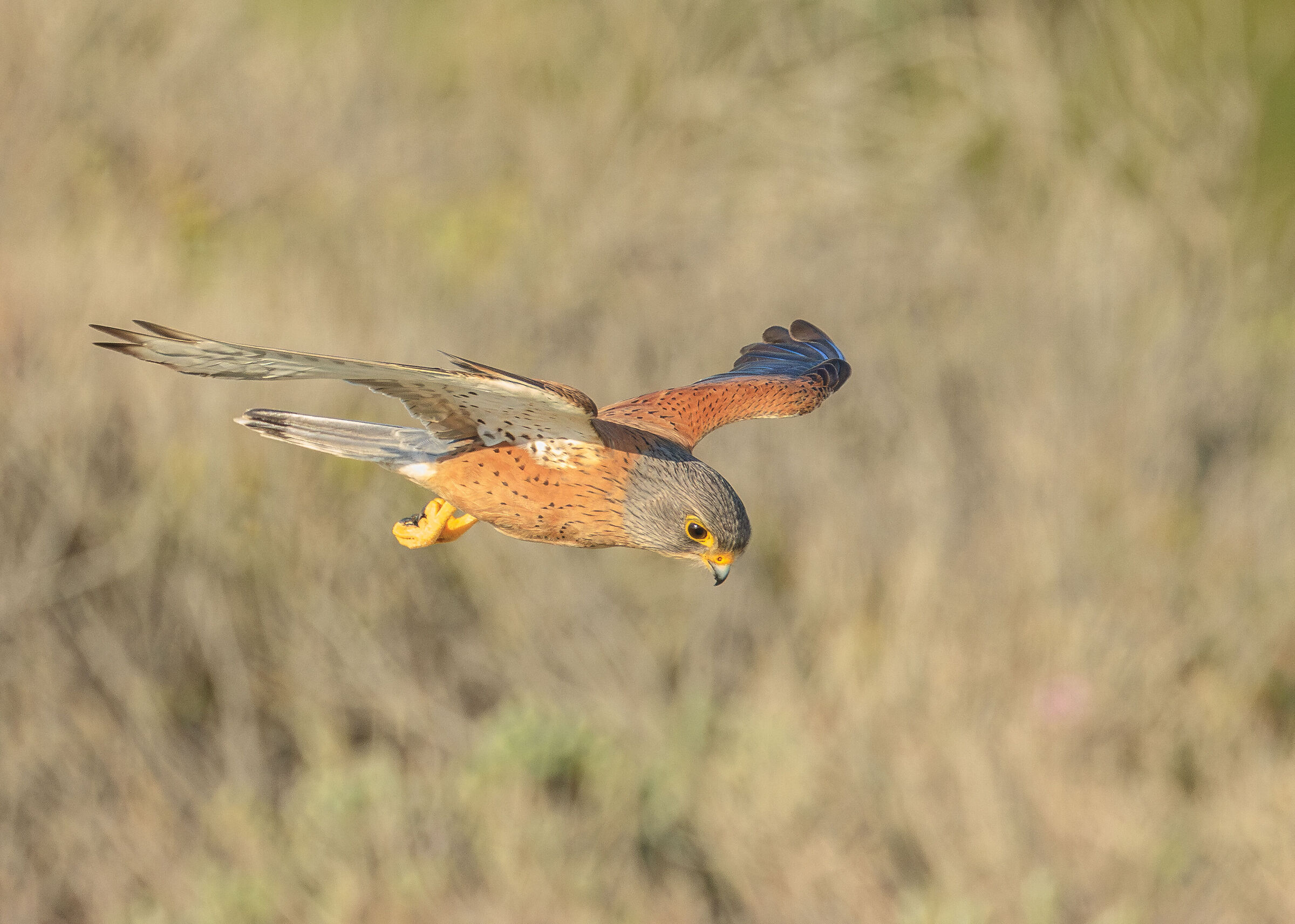 Rock Kestrel (Falco rupicolus) 2024