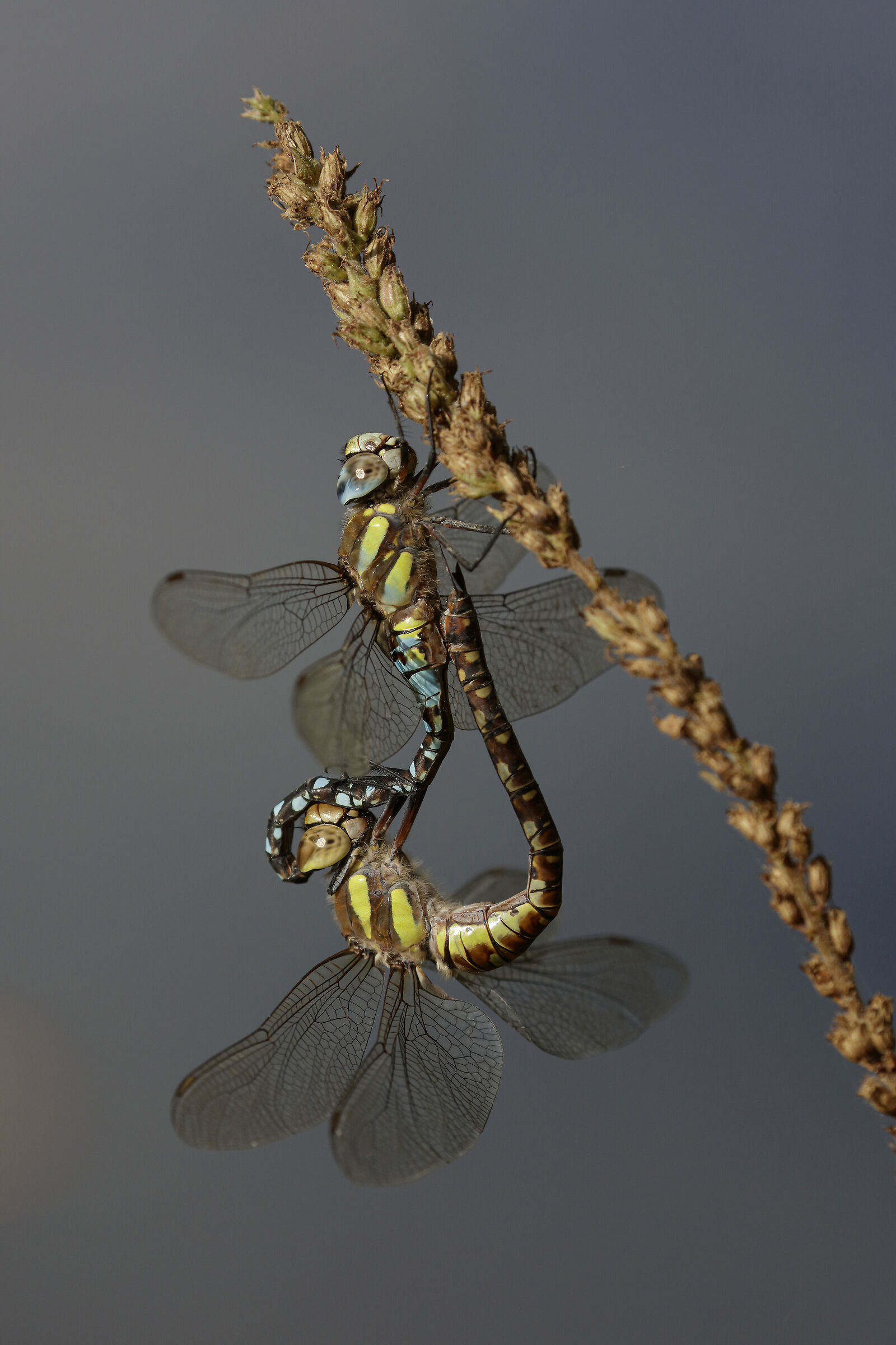 Aeshna mixta acoppiamento, e pediluvio per me