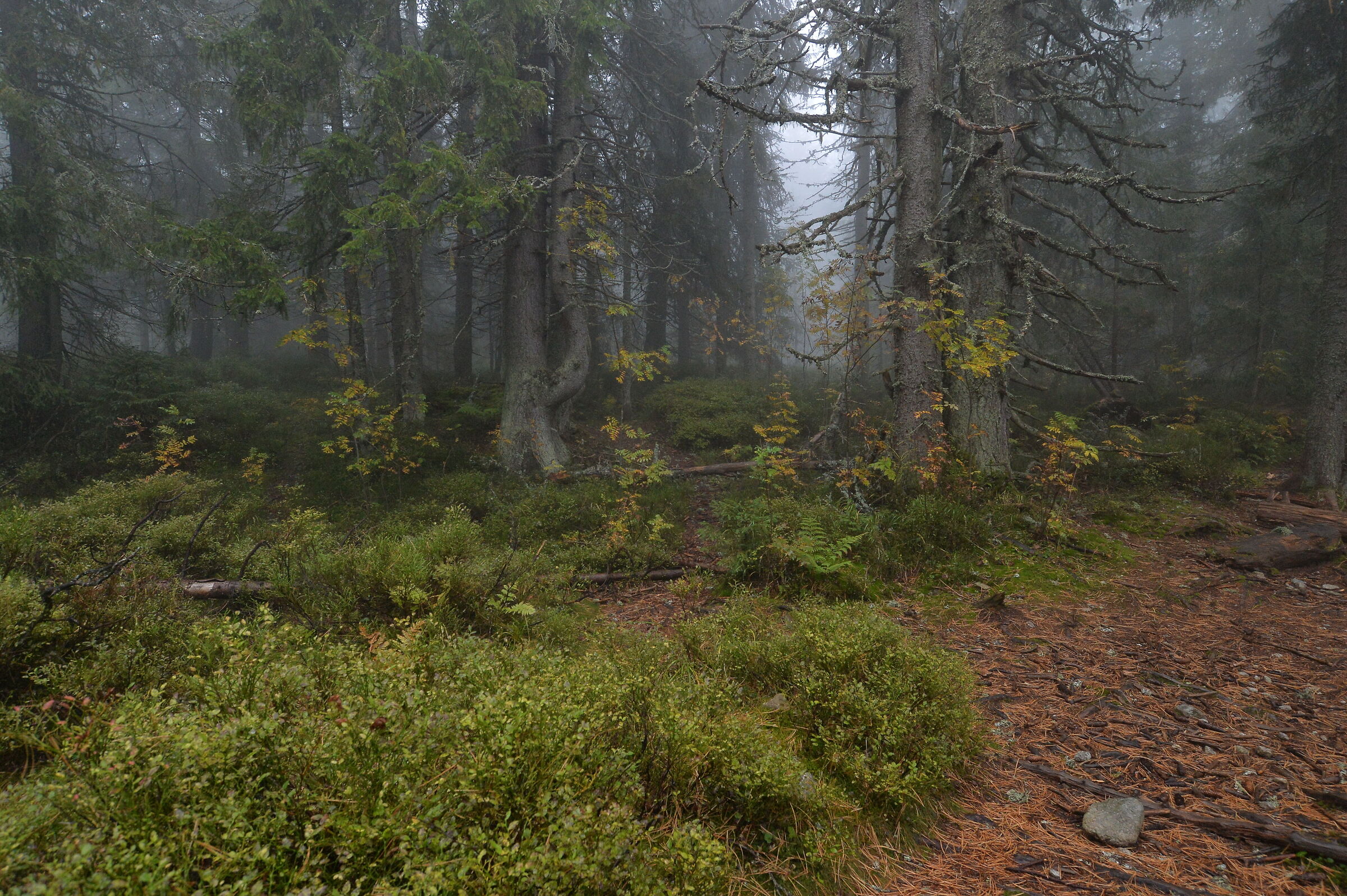 Monti Tatra. Slovacchia 2