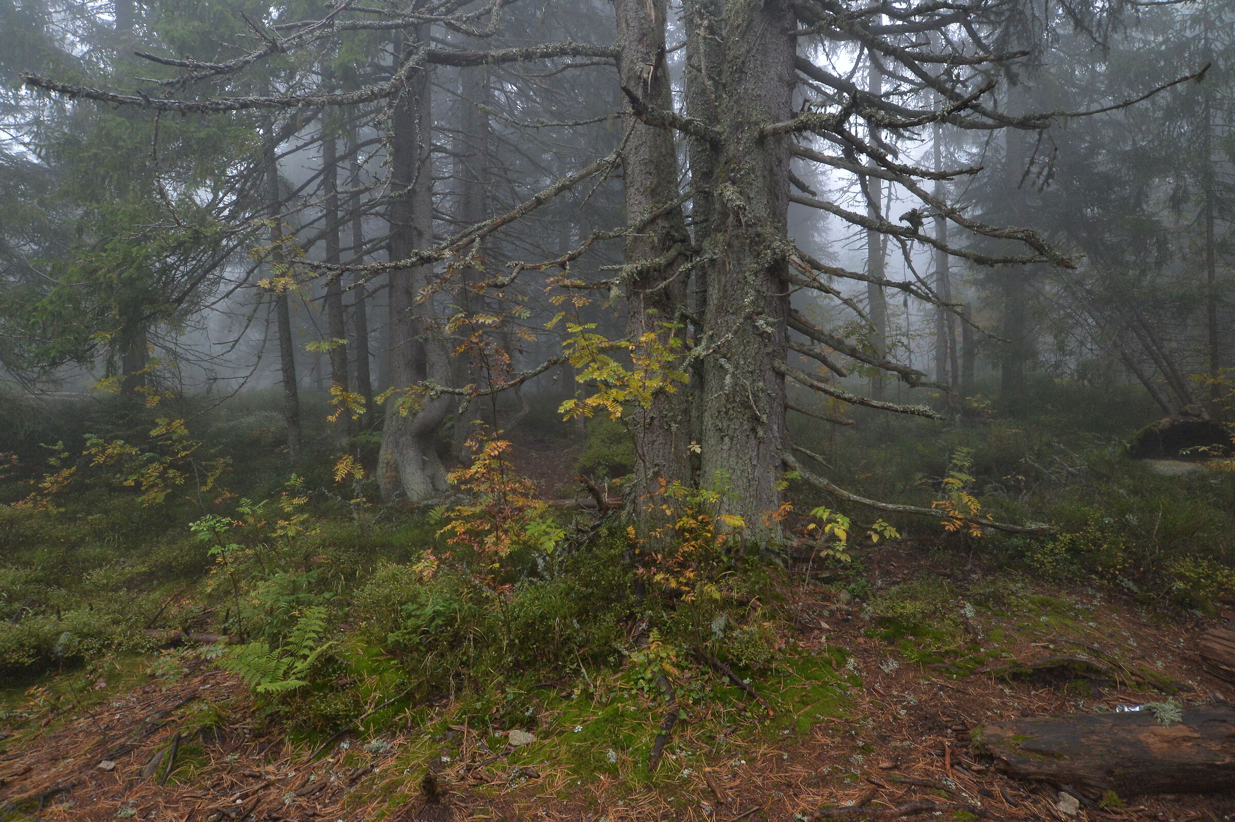 Monti Tatra. Slovacchia 3