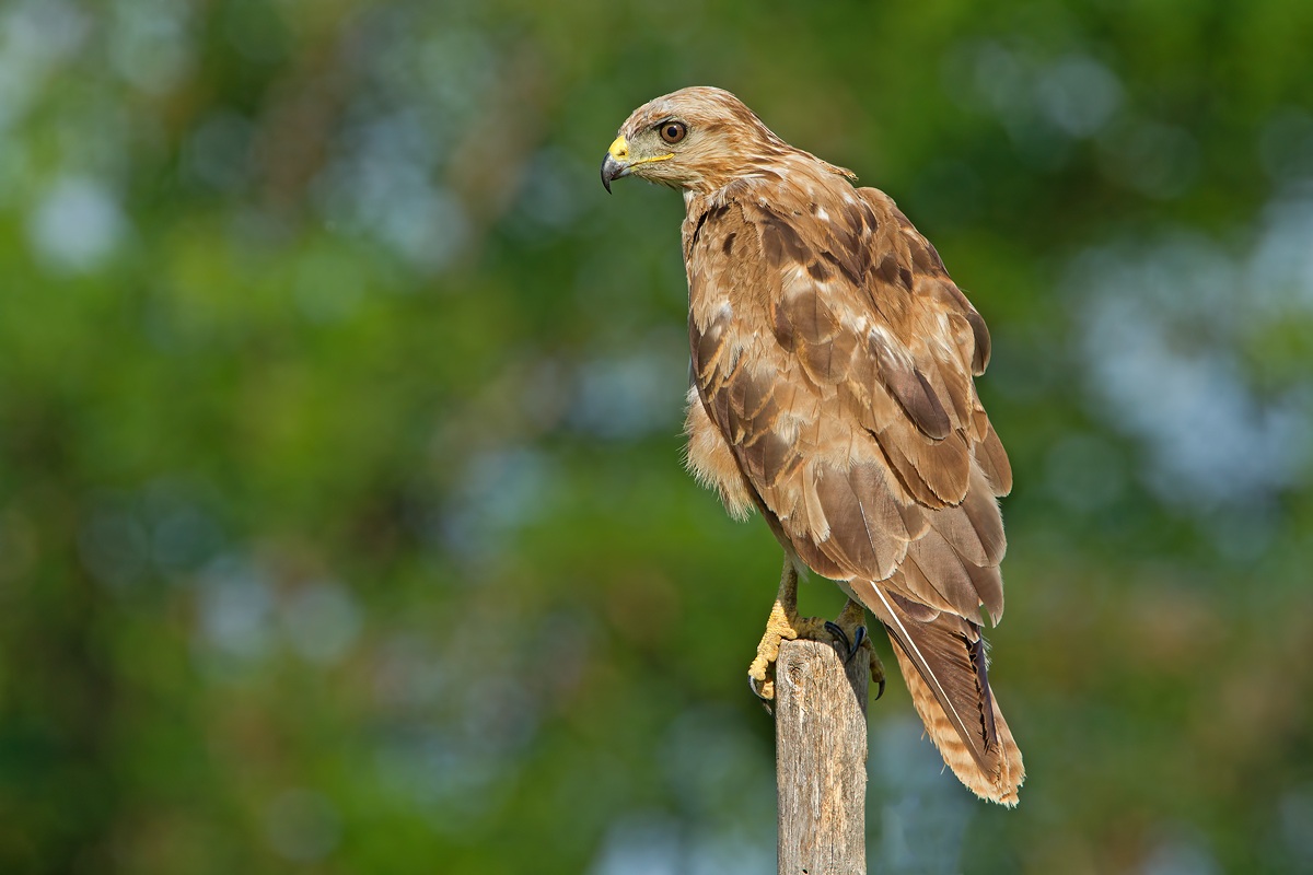 Buzzard